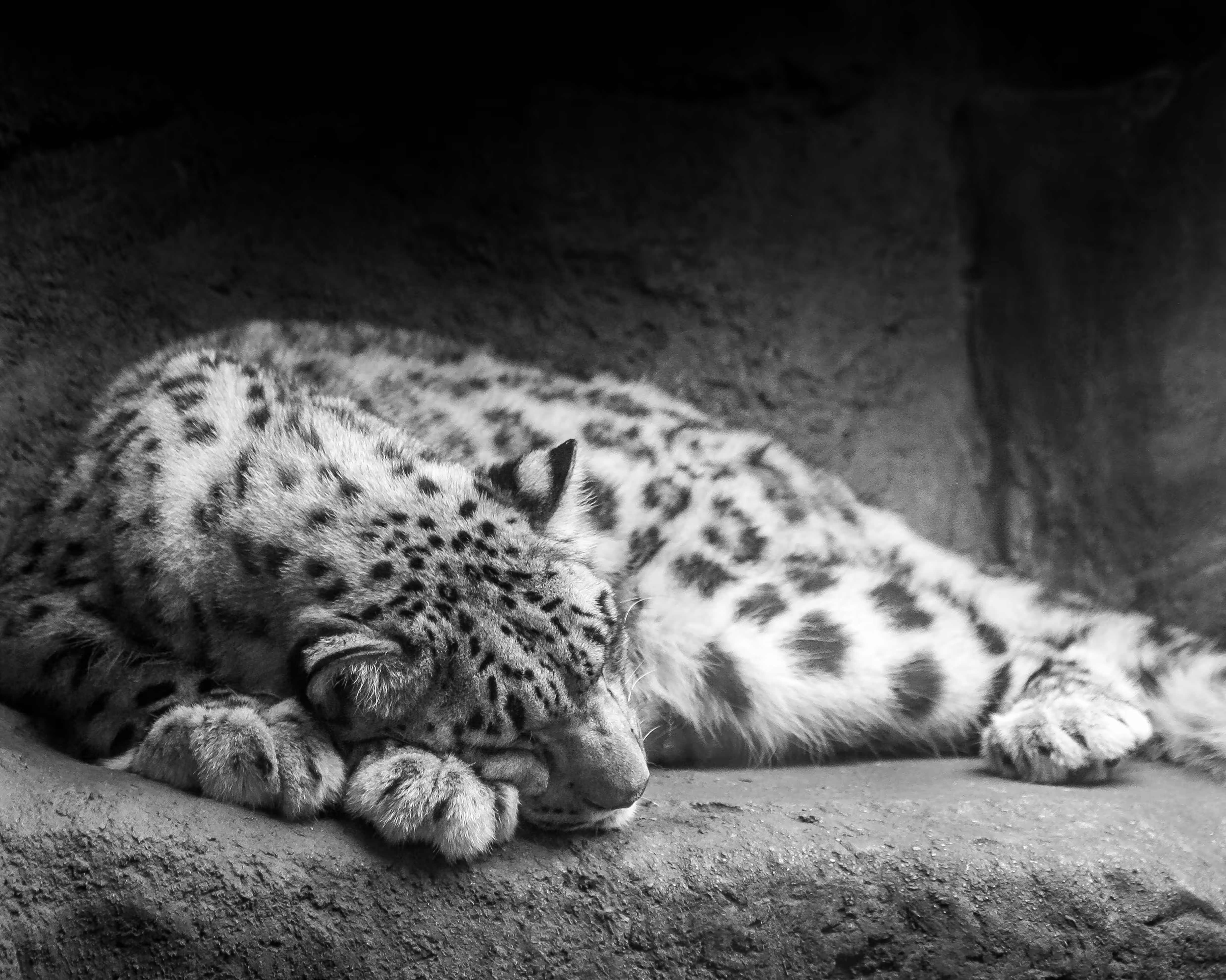 Snow Leopard Napping