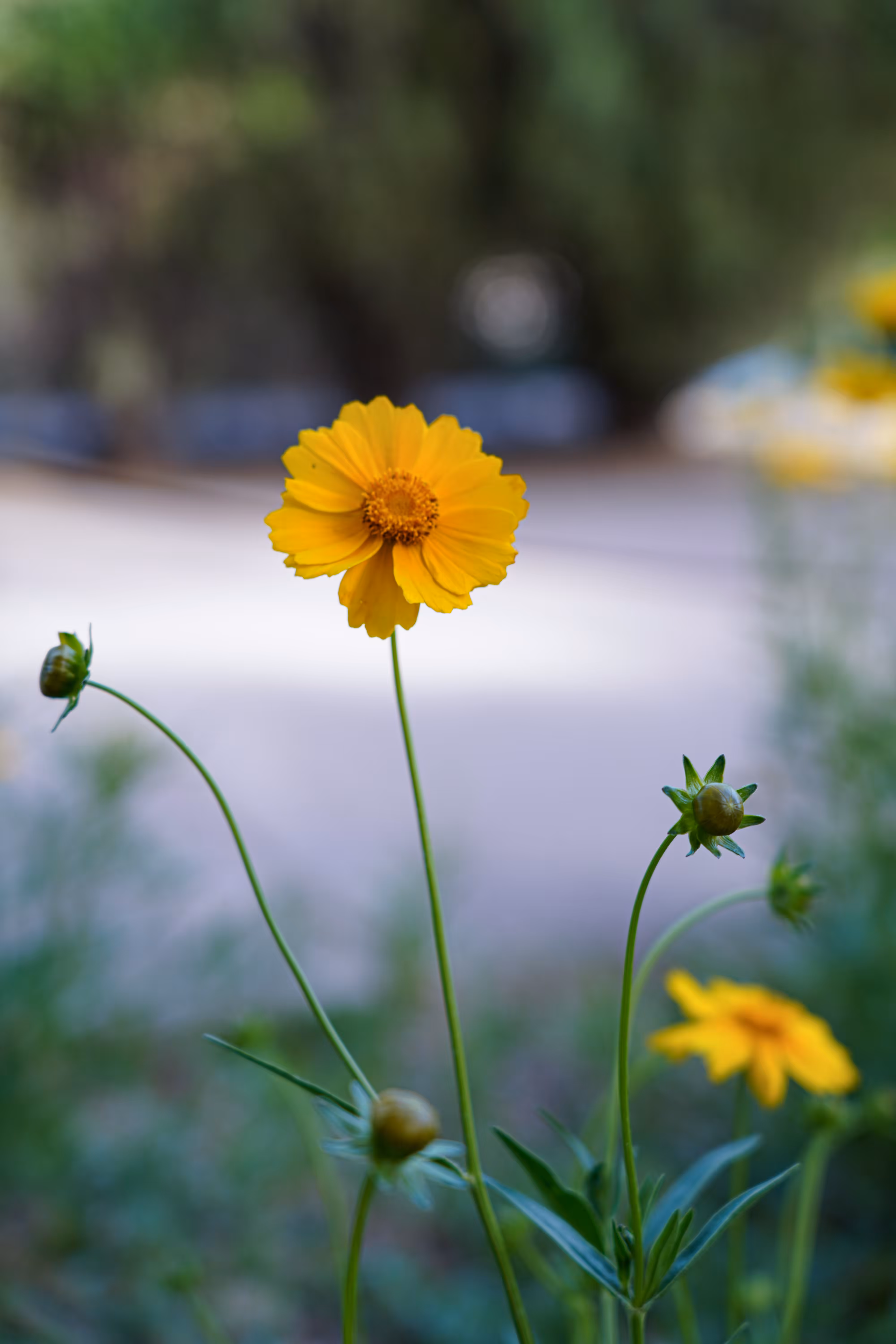 flowers: Sun Smile