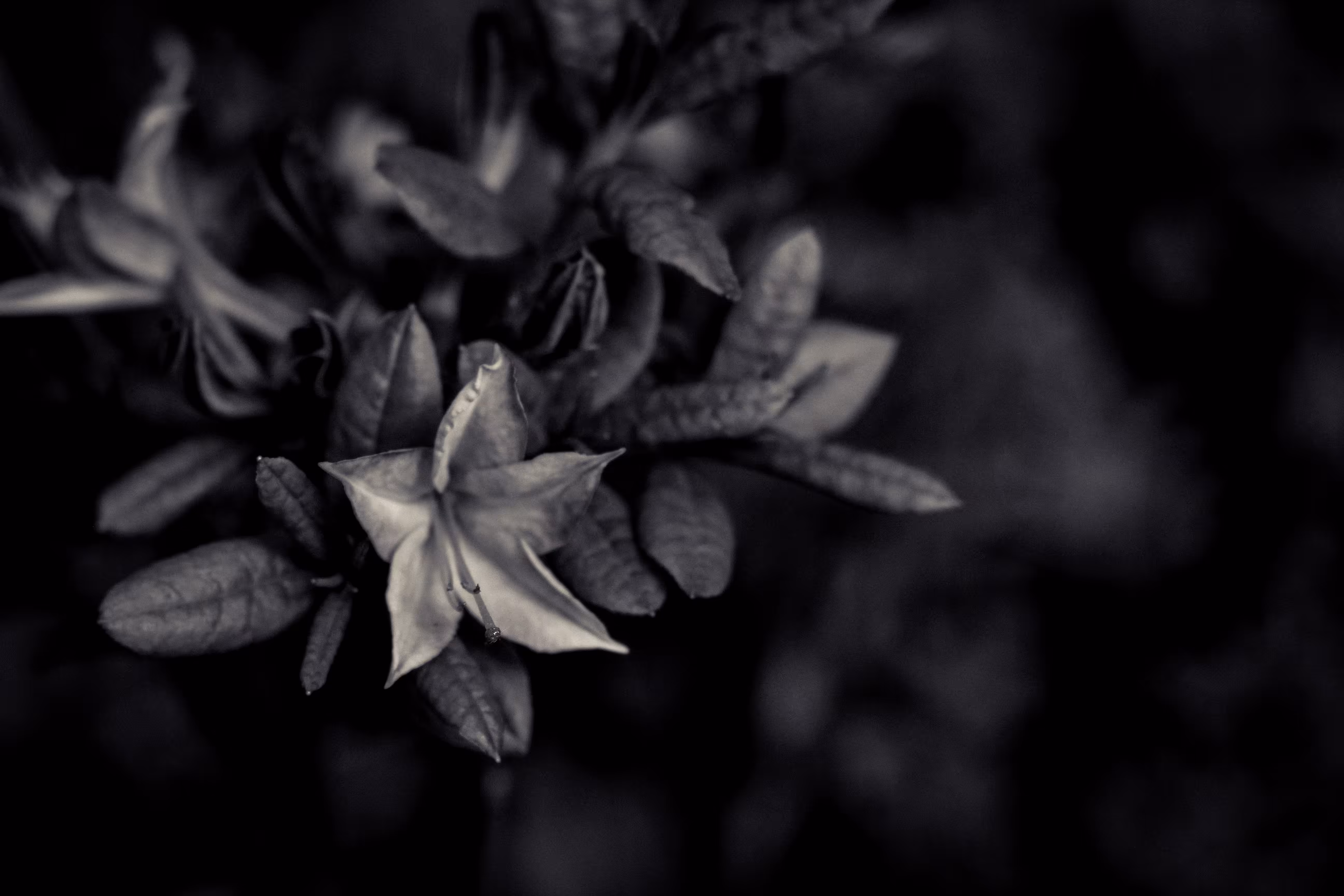 Black Flowers