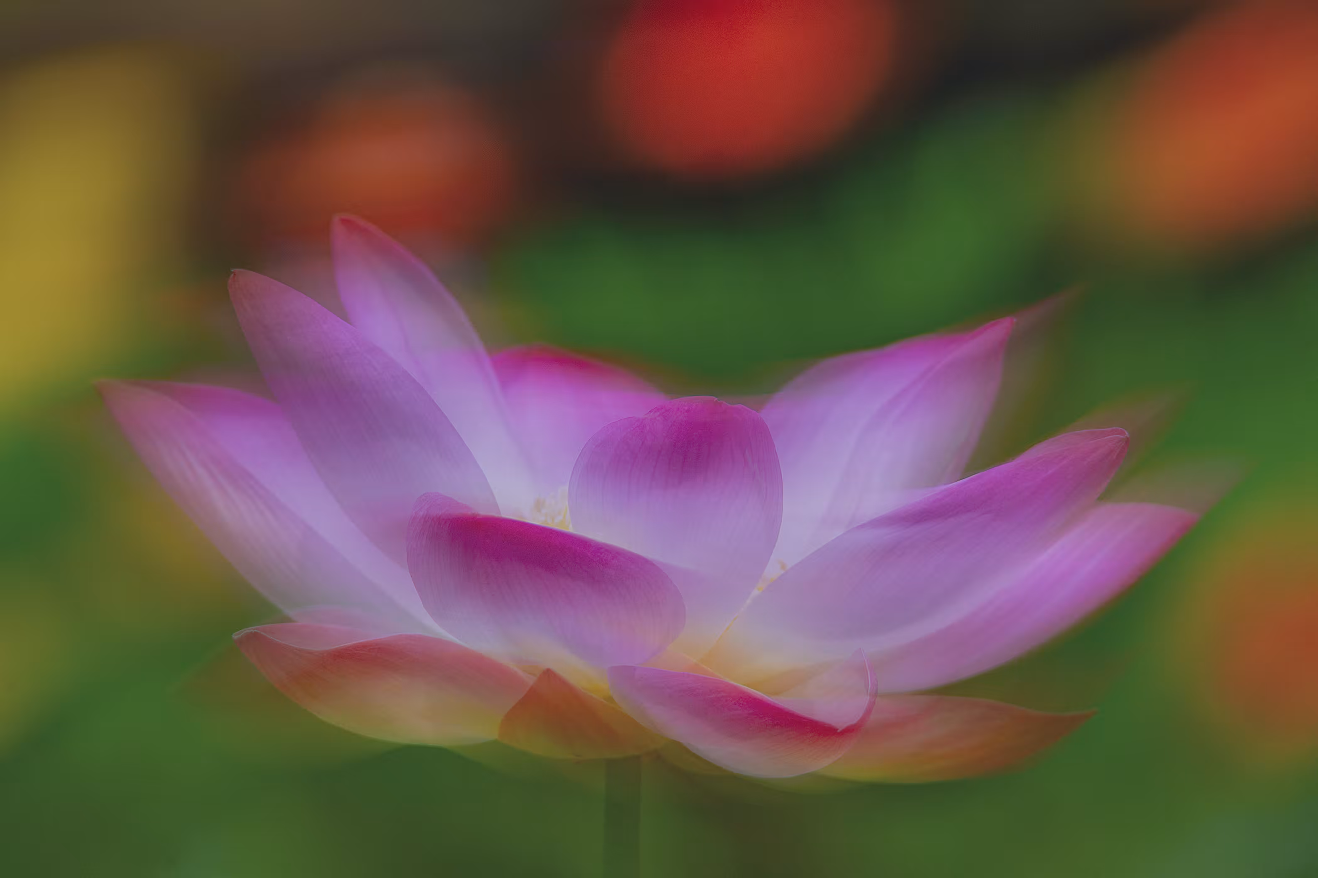 When the Lotus bloomed