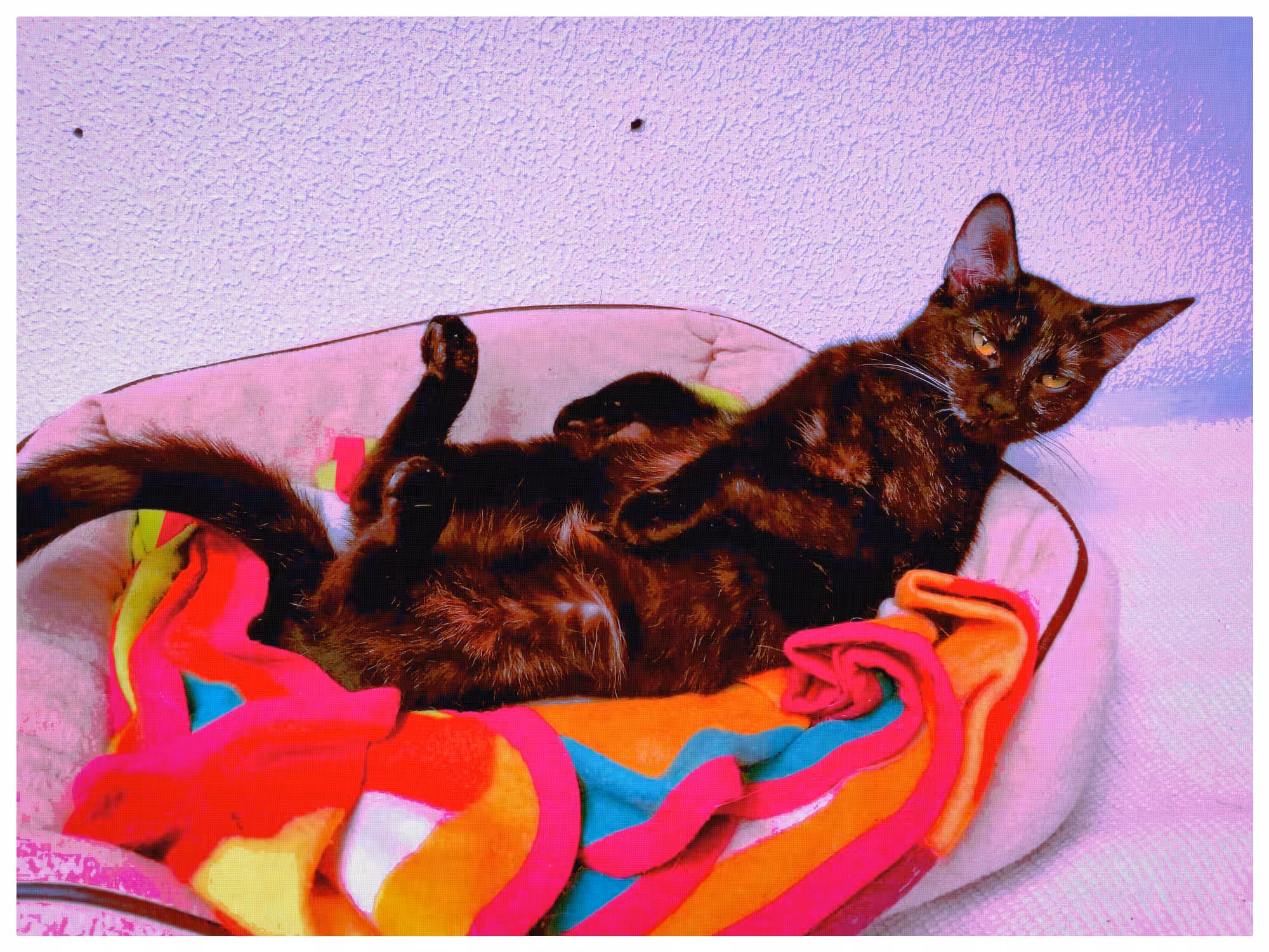 Carmelita