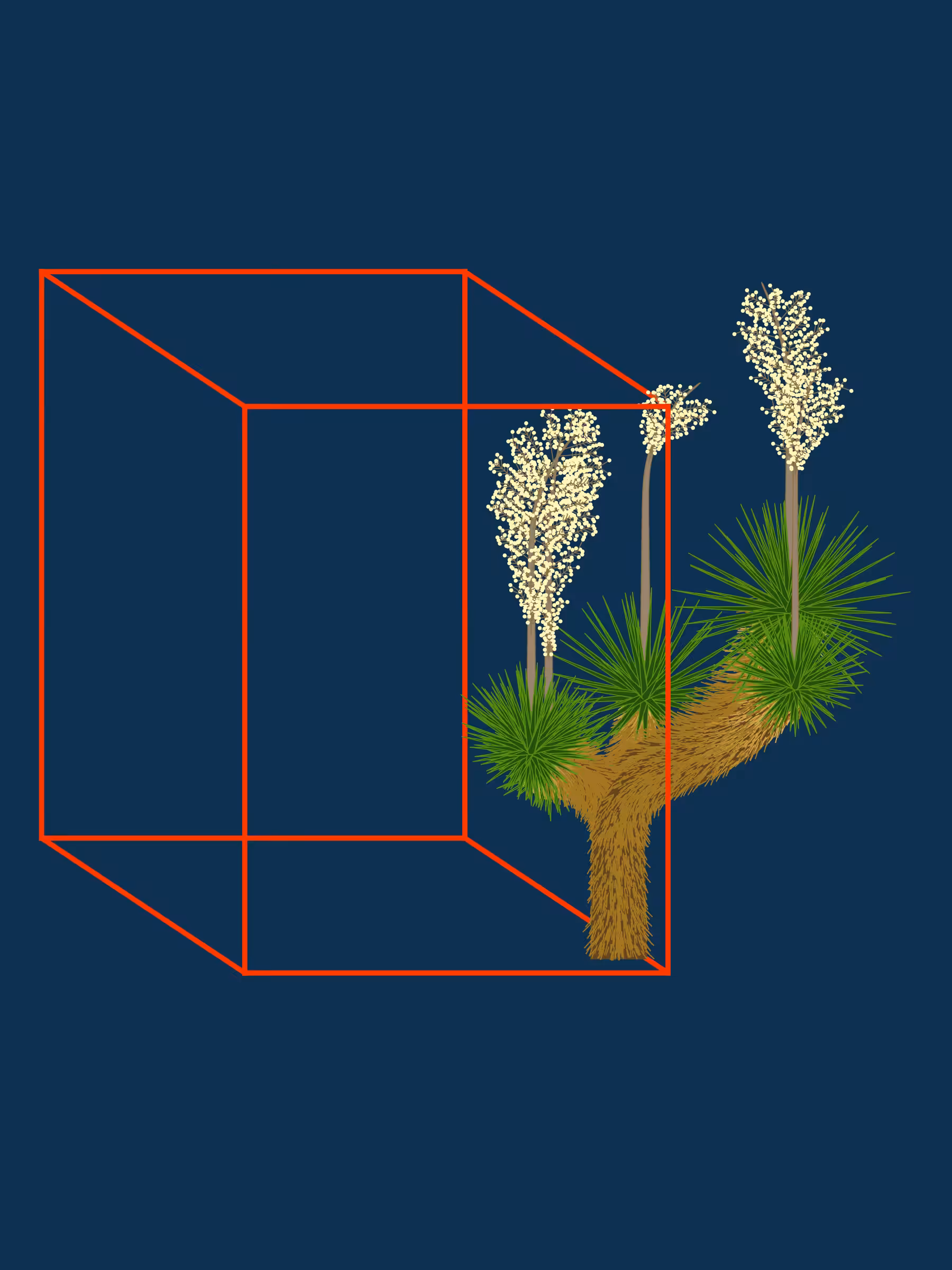 Marfa Yucca #112