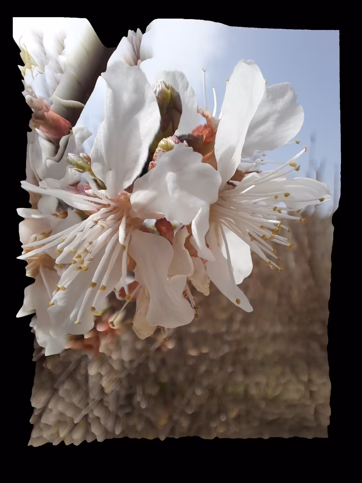 3D Flower
