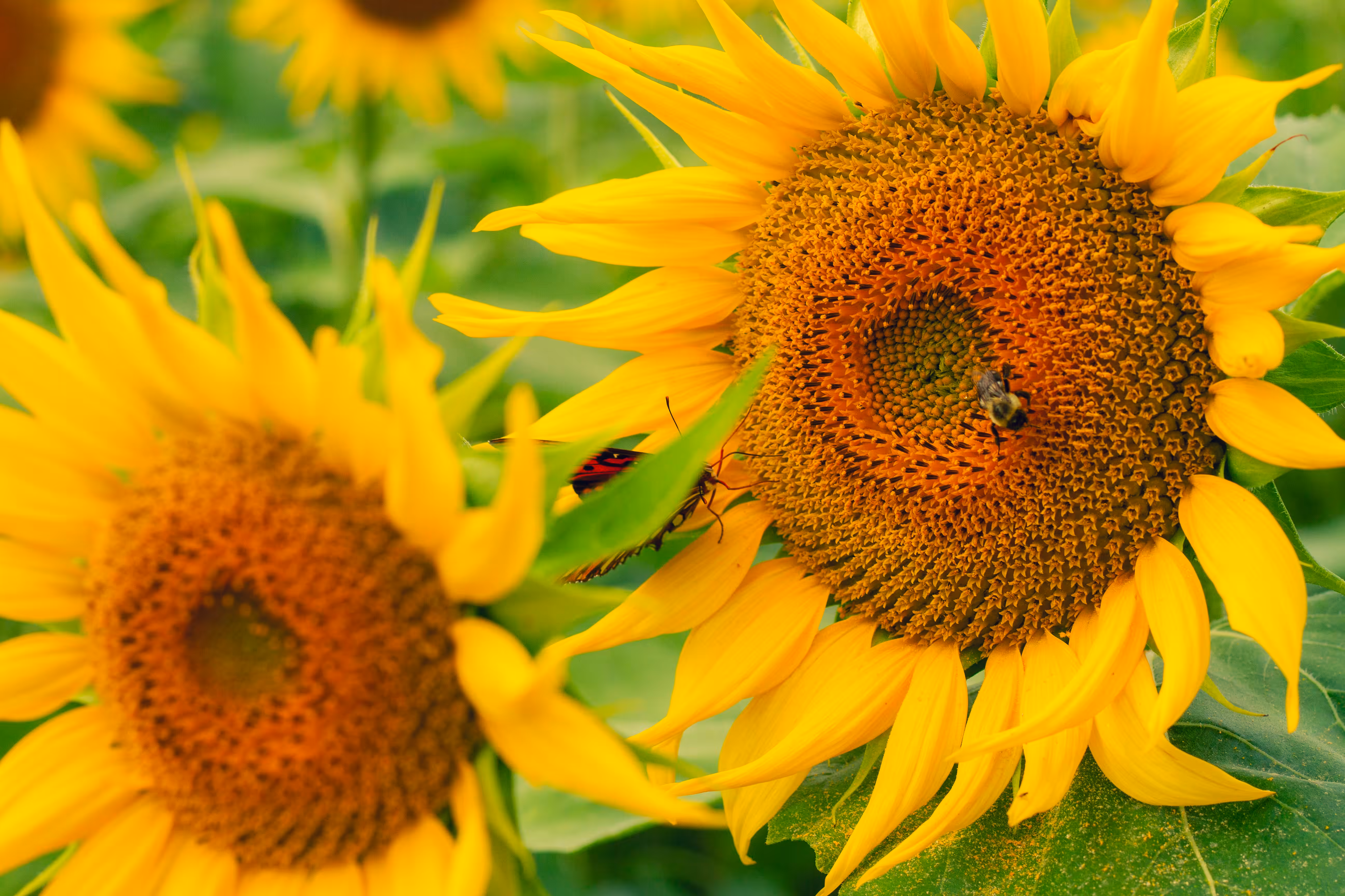 Rodeo posts: sunflowers and friends