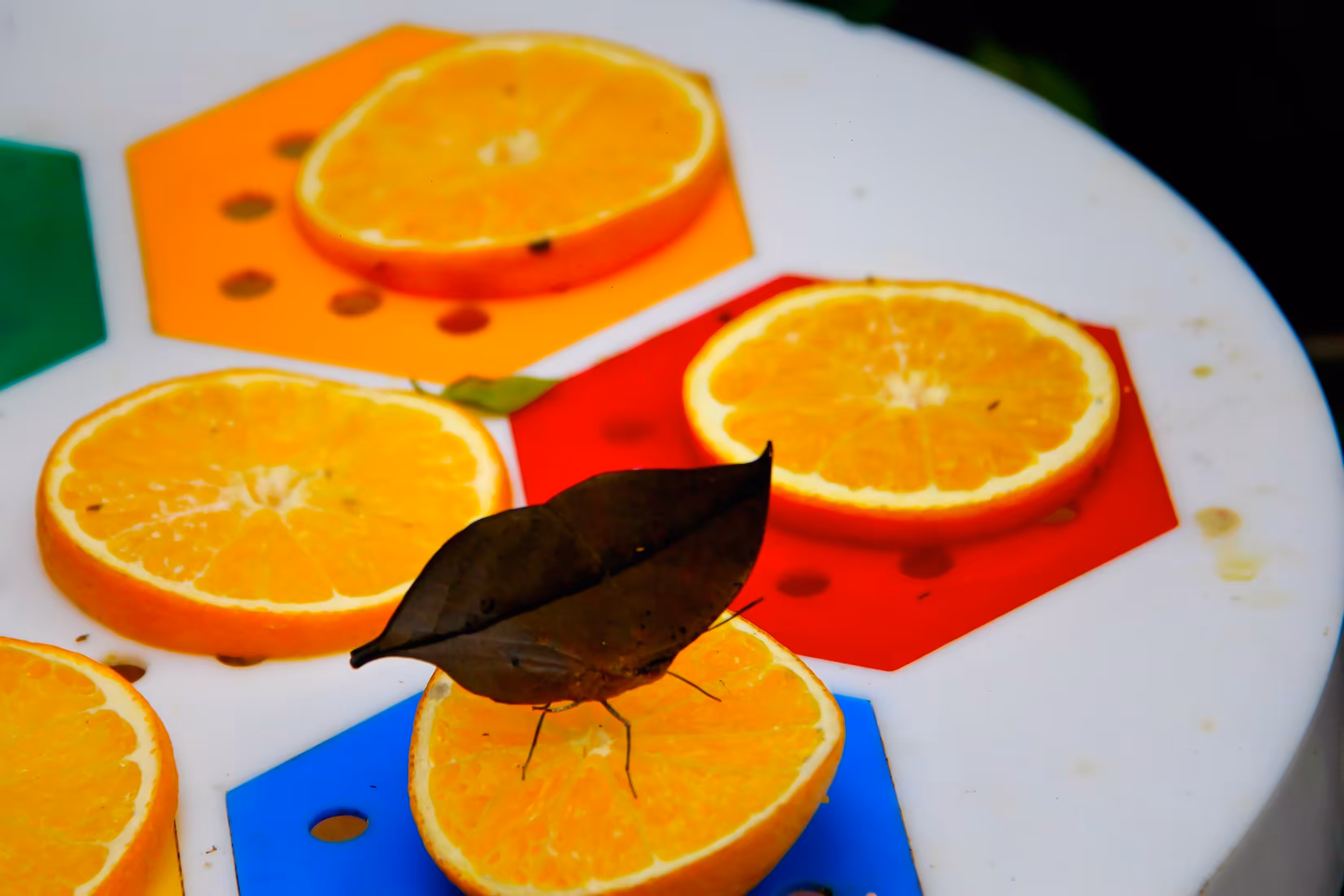 Leaf-Like Butterfly on Orange Slices