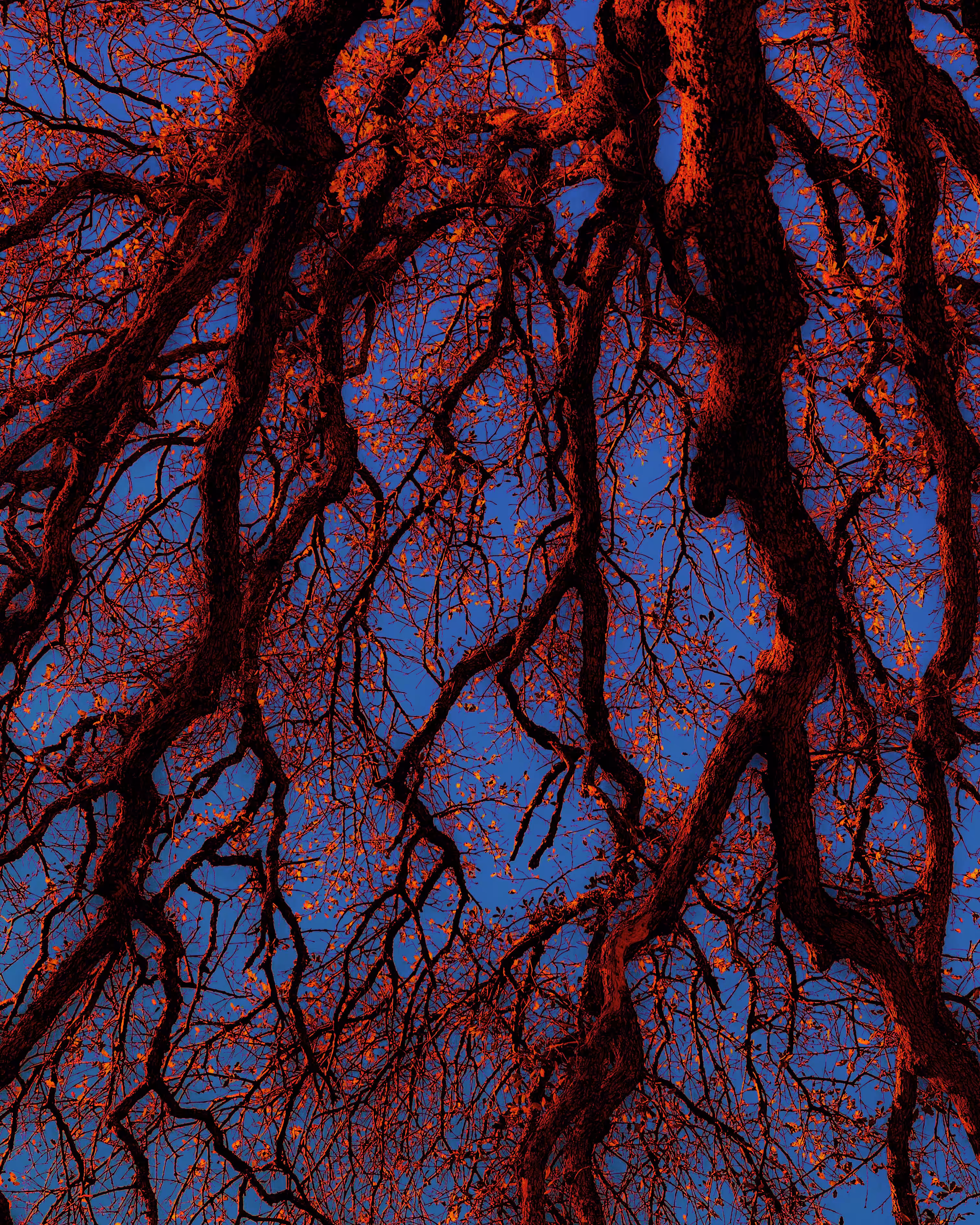 Oakglow 2 - Nature Vein Series