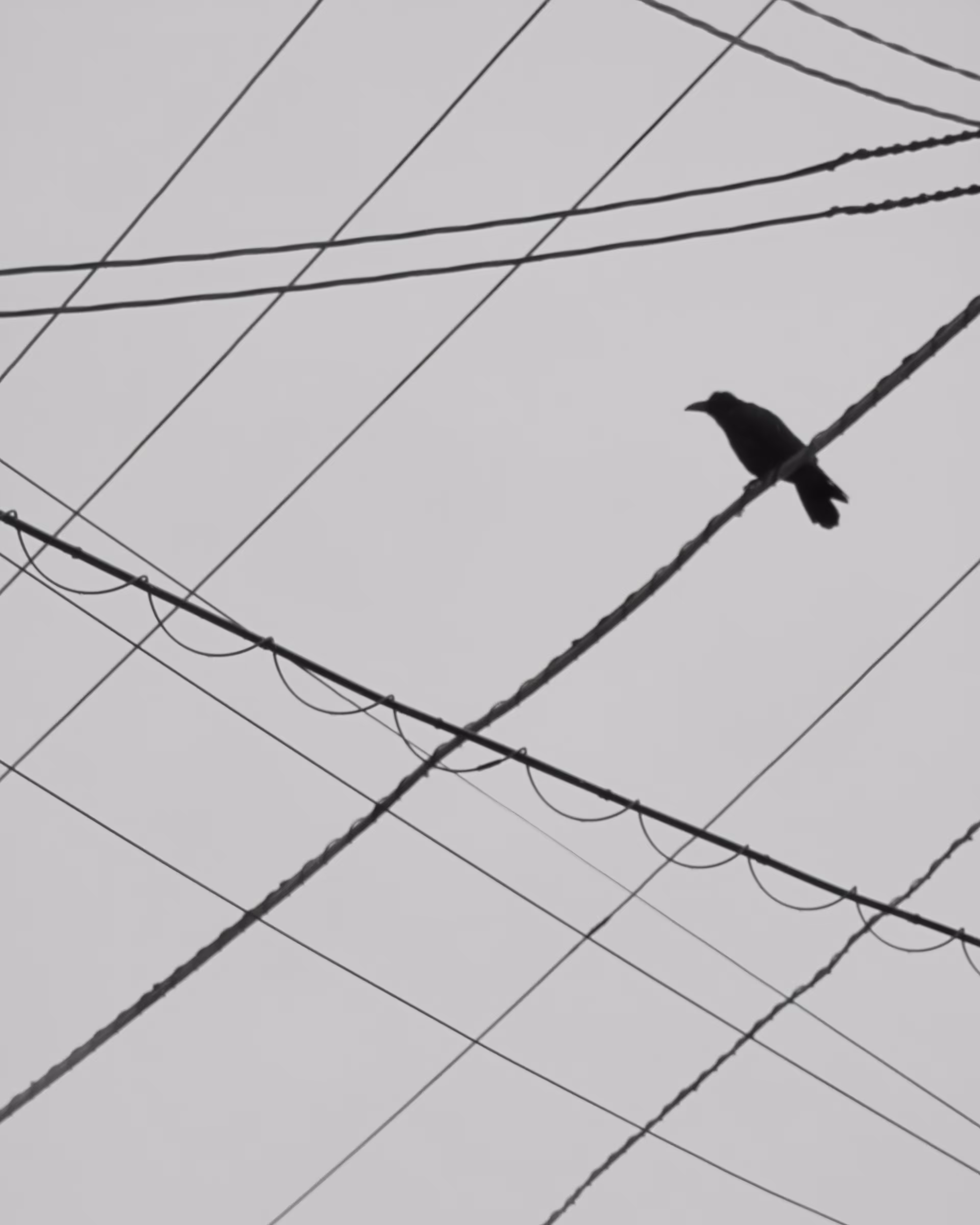 a bird and line
