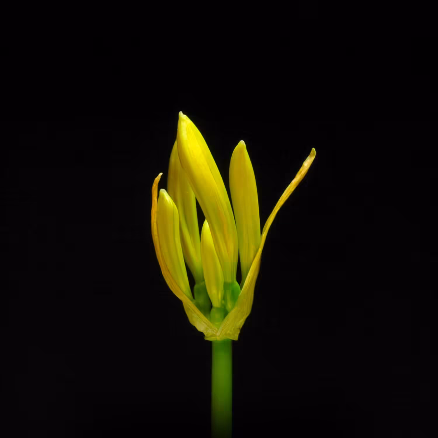 Bloom / #009-001-曼珠沙華