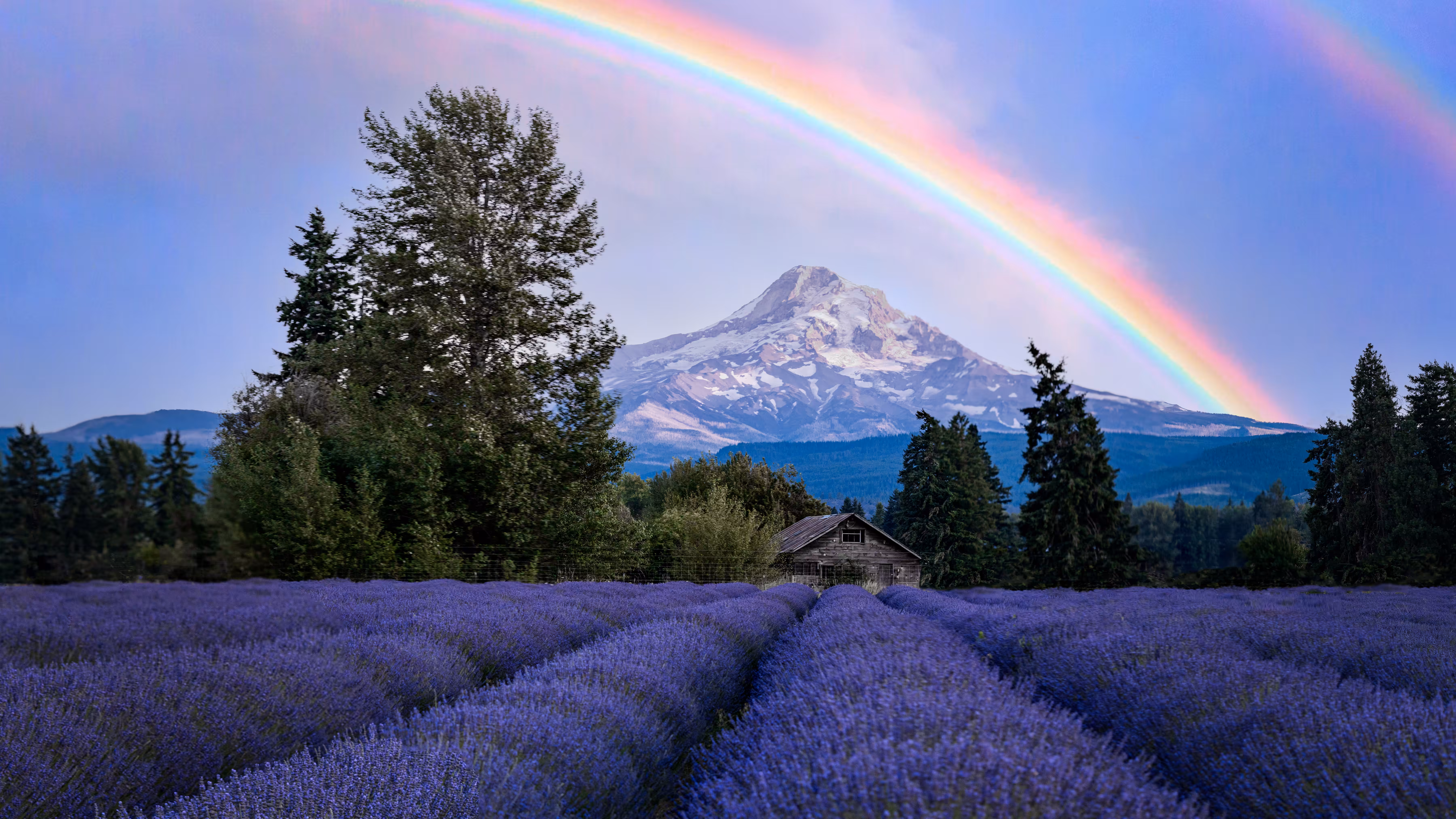 Lavender Rainbow