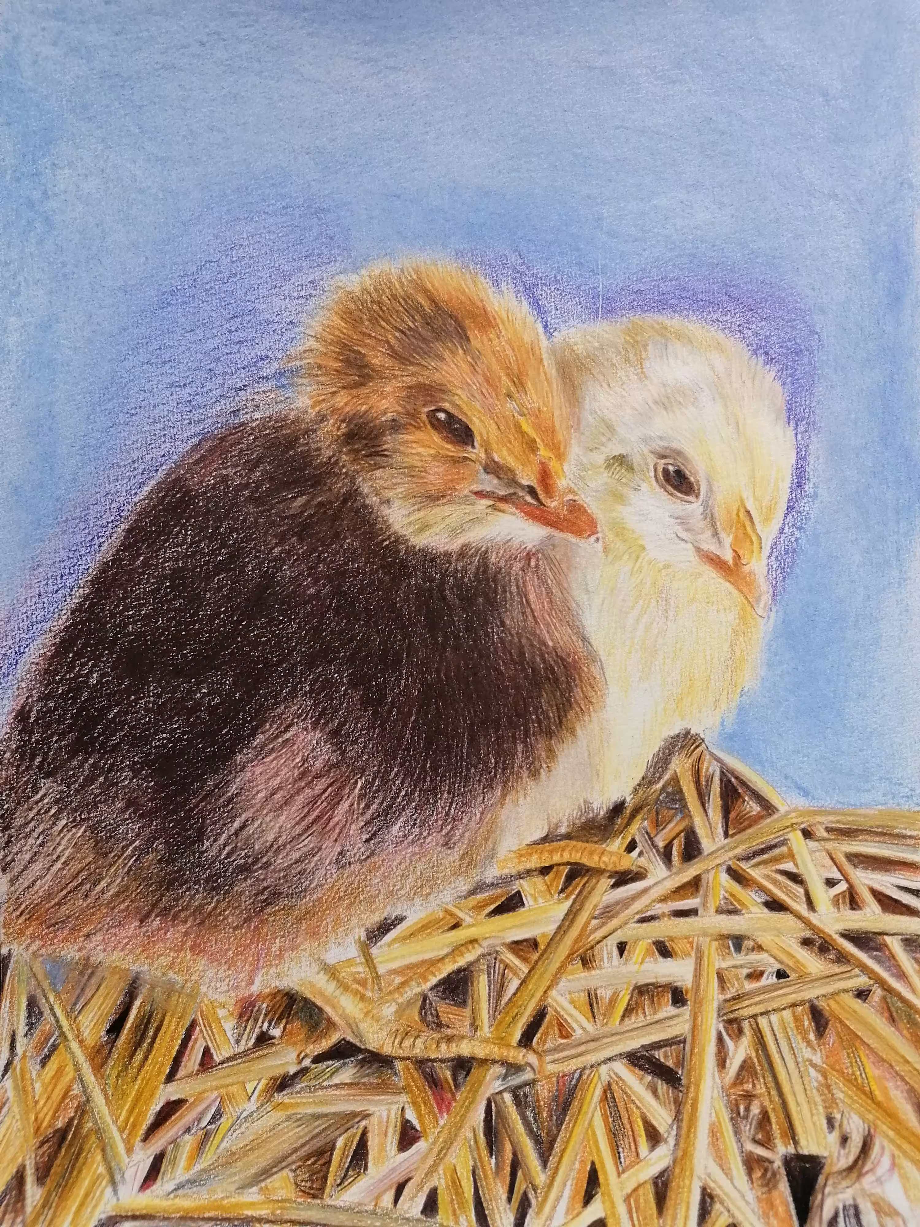 My Chicks 