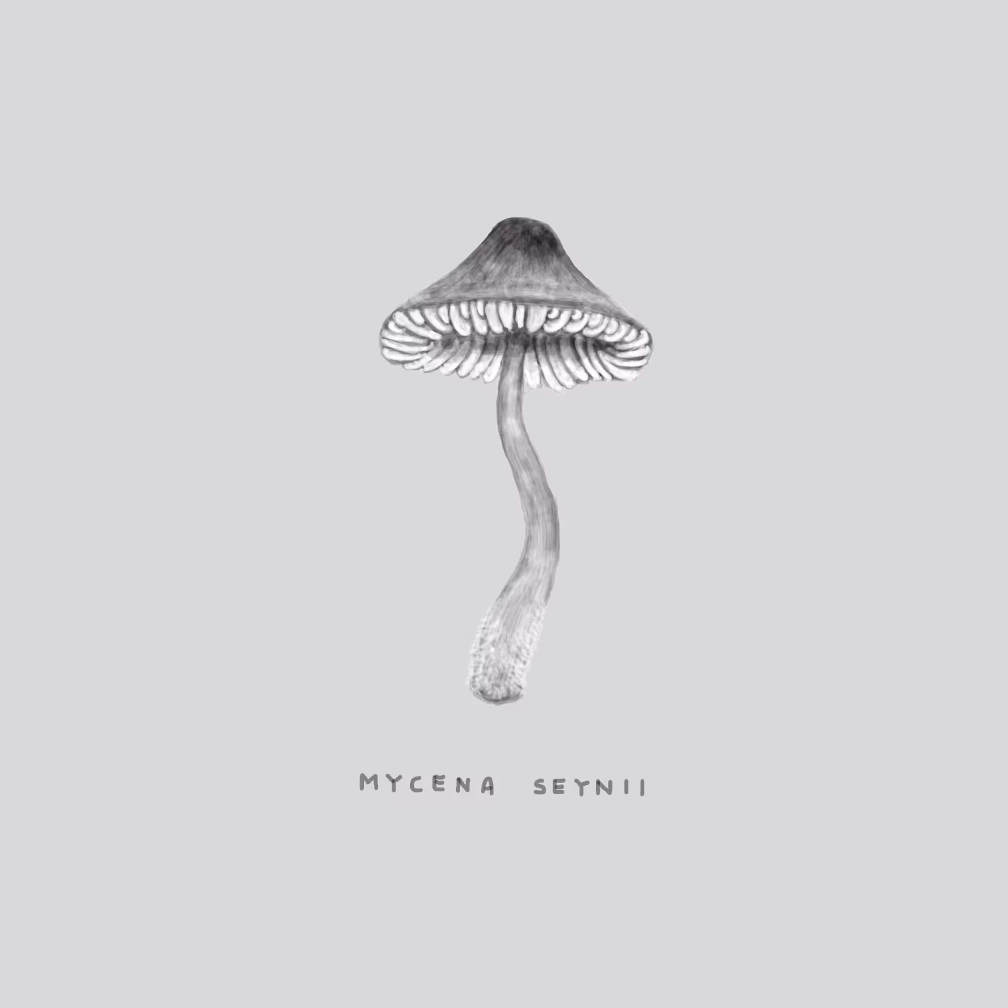 #5 BLADE - Mycena Seynii