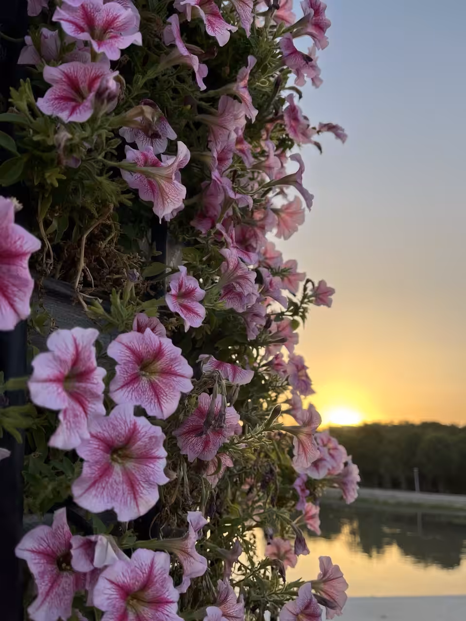 Summer sunset ☀️