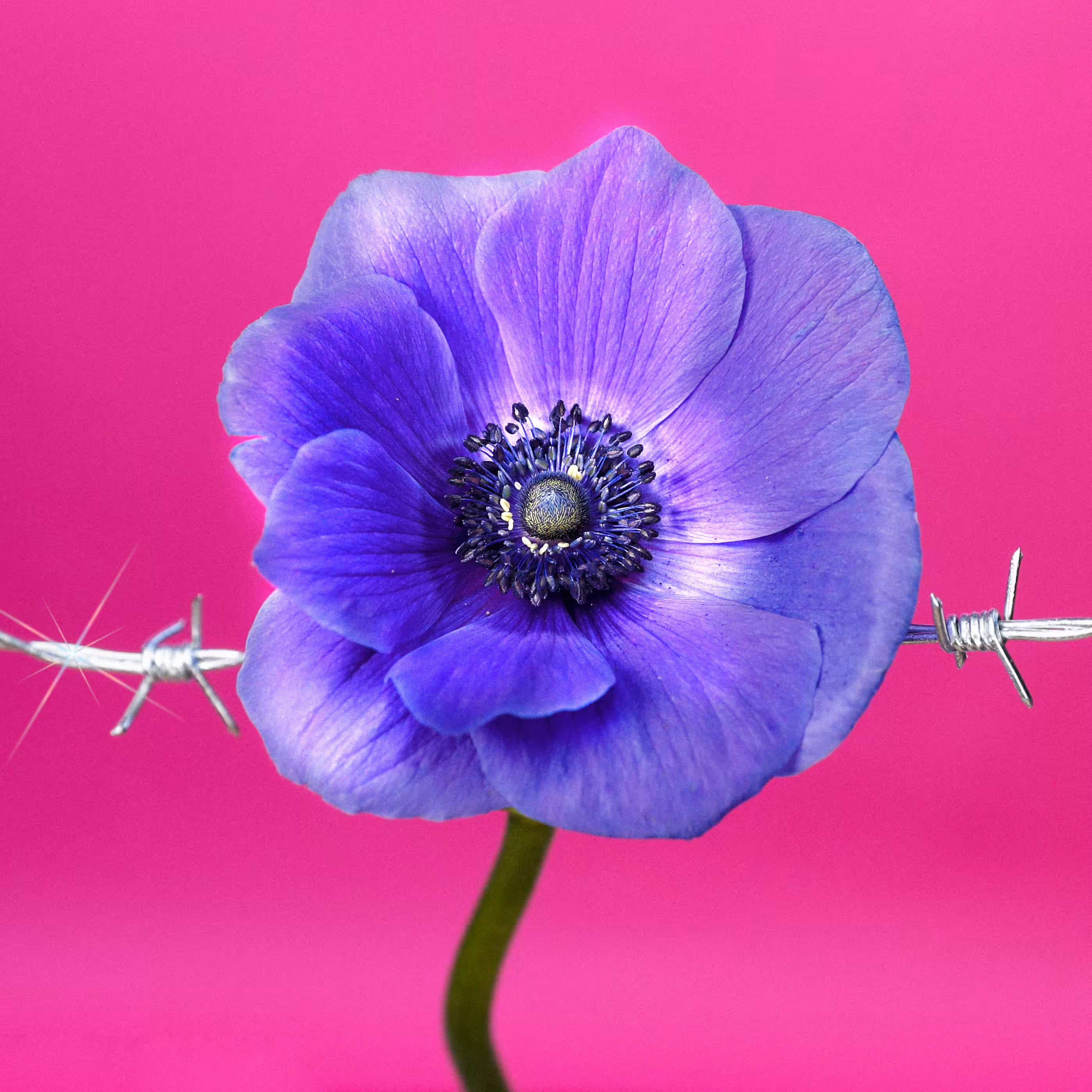 Flower #05