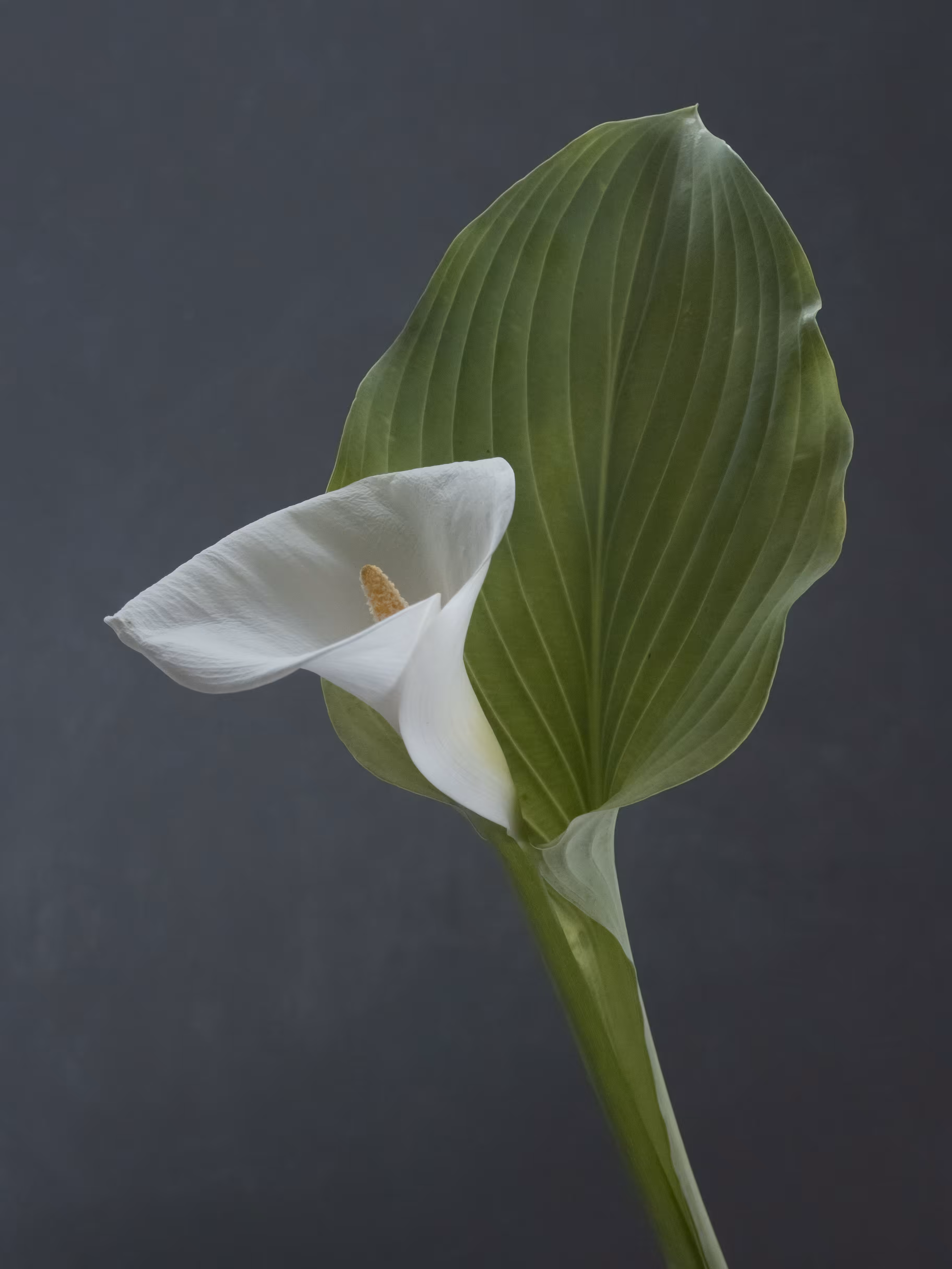 Still Life.5