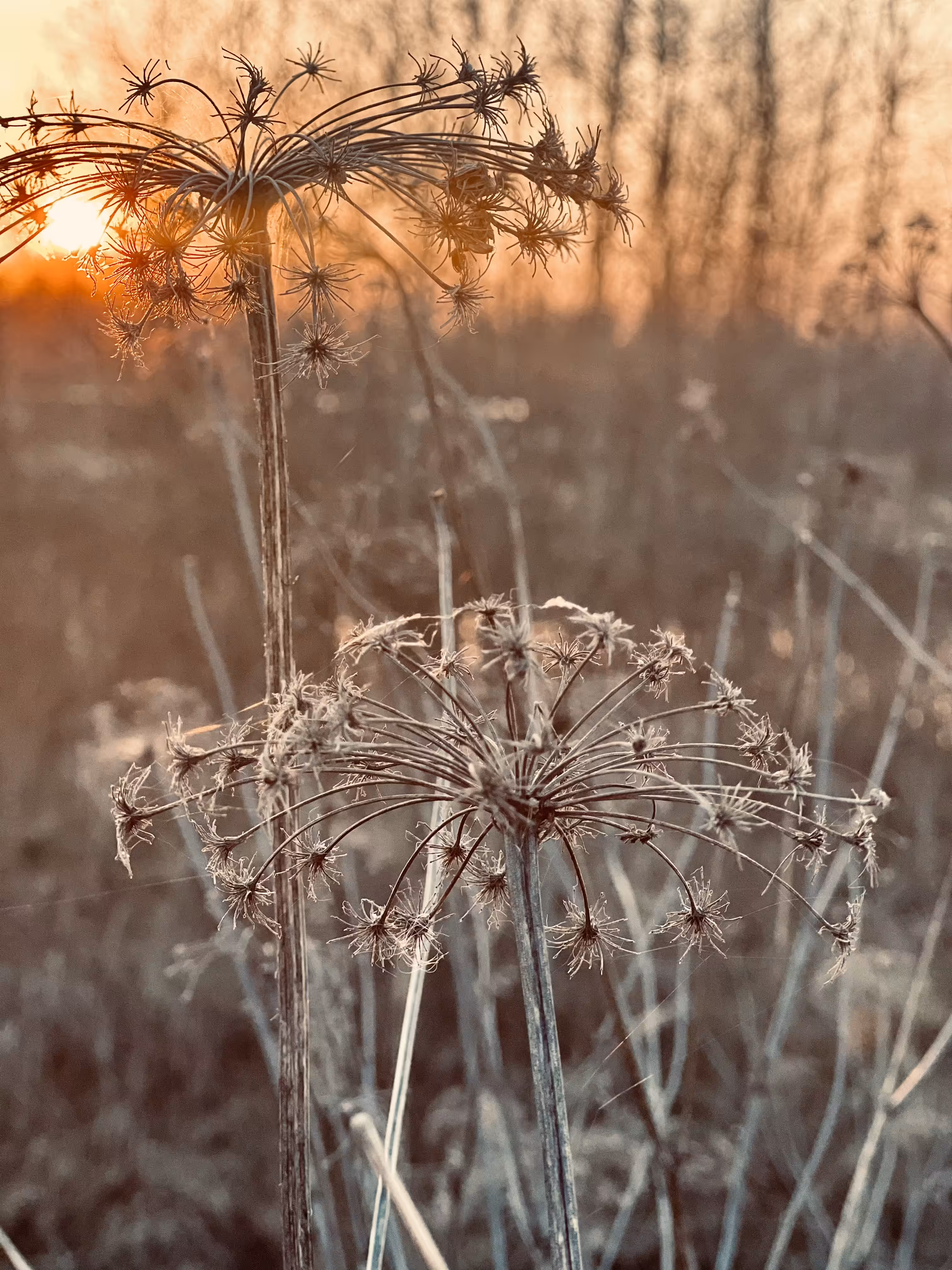 Silence of sunset