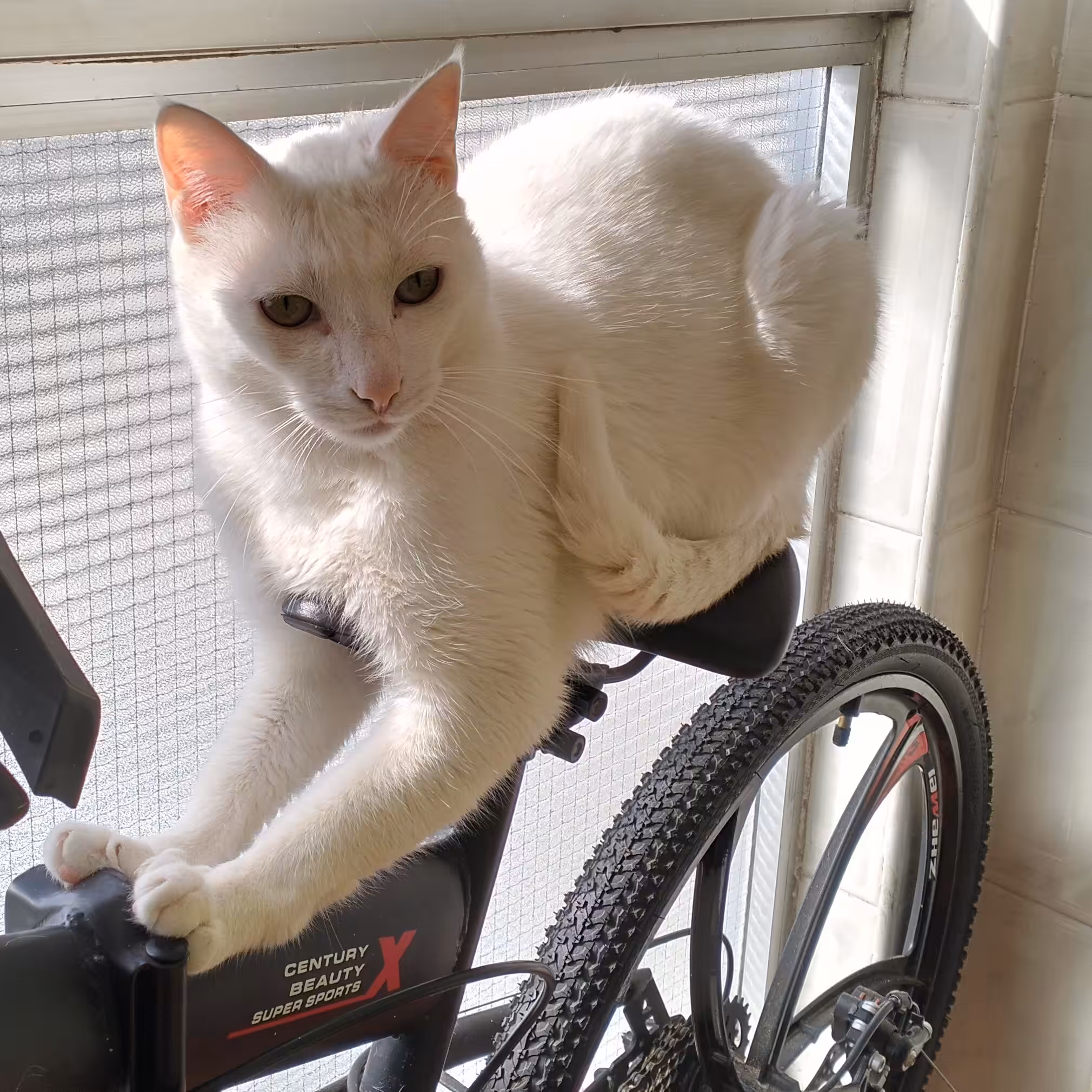 Cat and bicycle