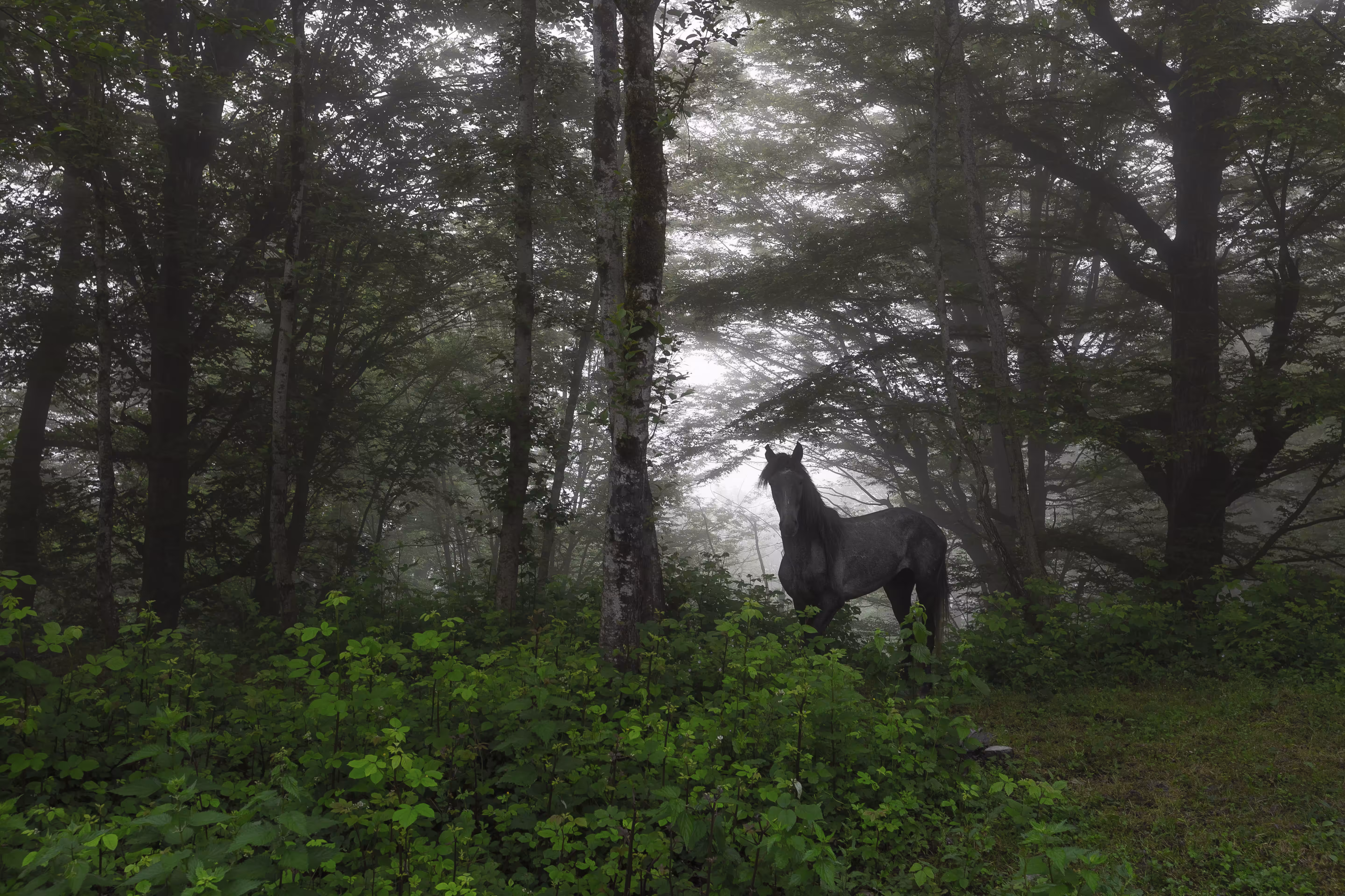LOST in Foggy Forest  