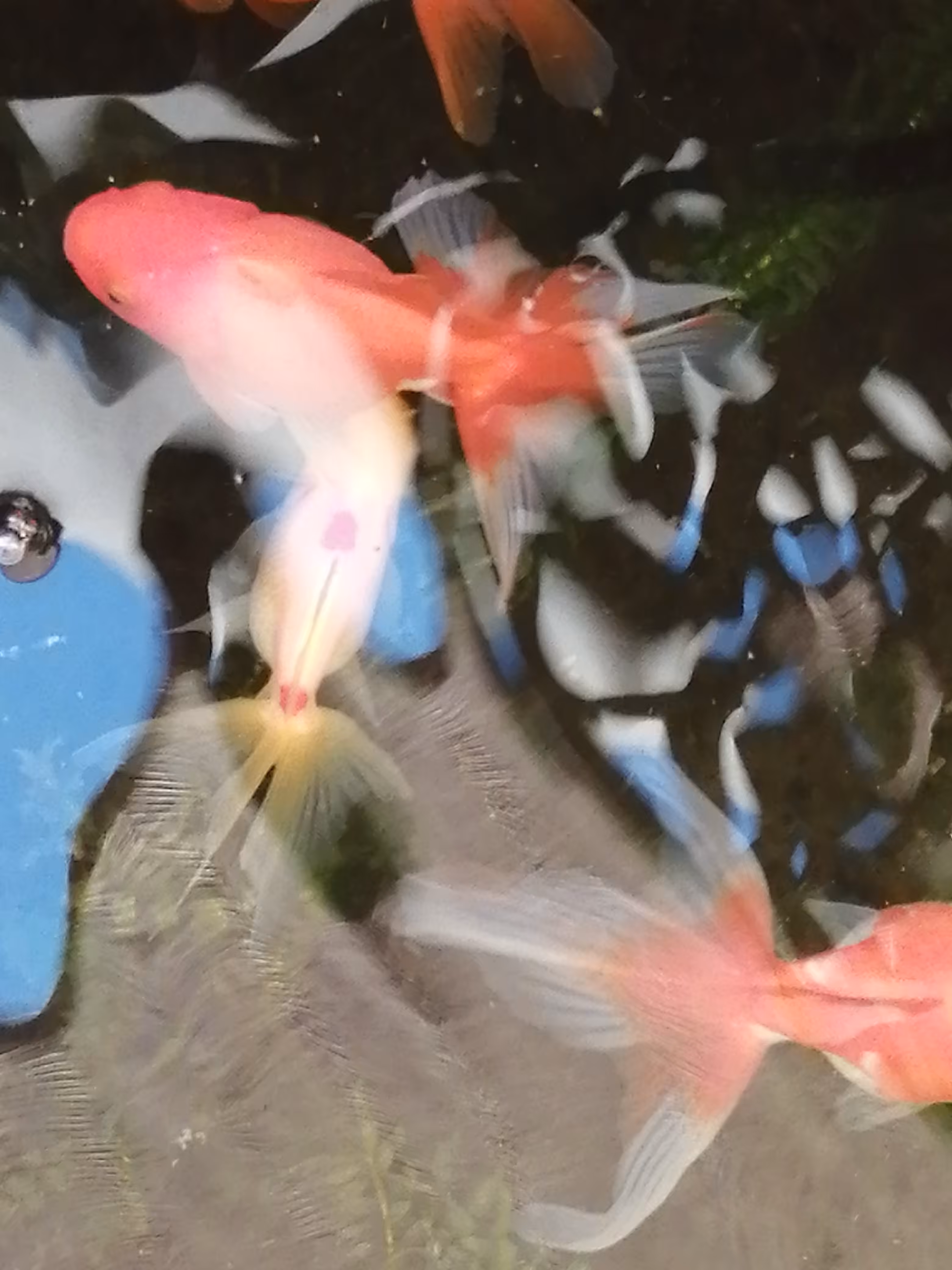 POND