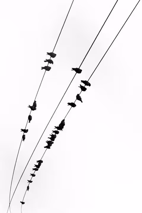 Silent Melody