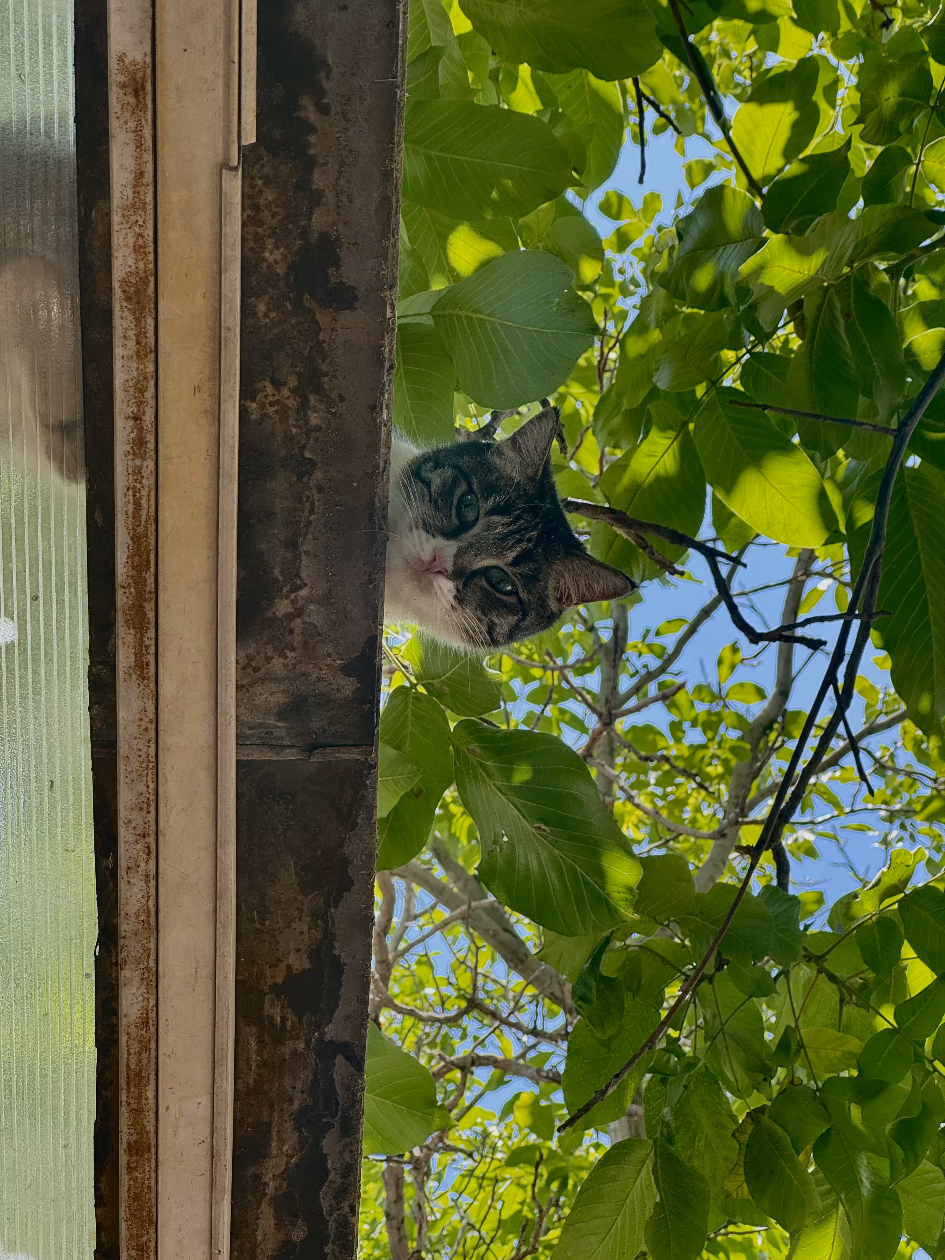 Hi