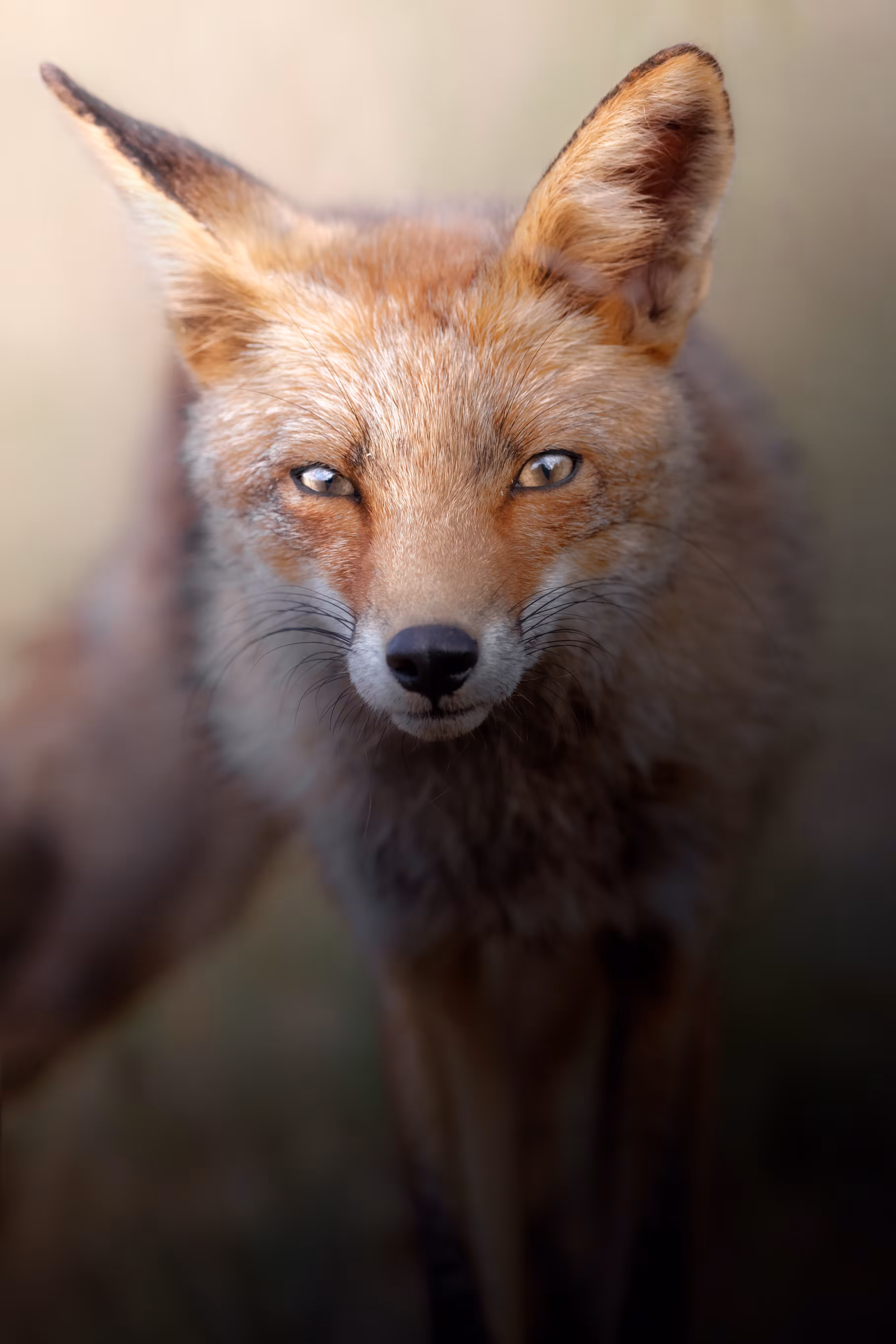 WILD PORTRAITS #11