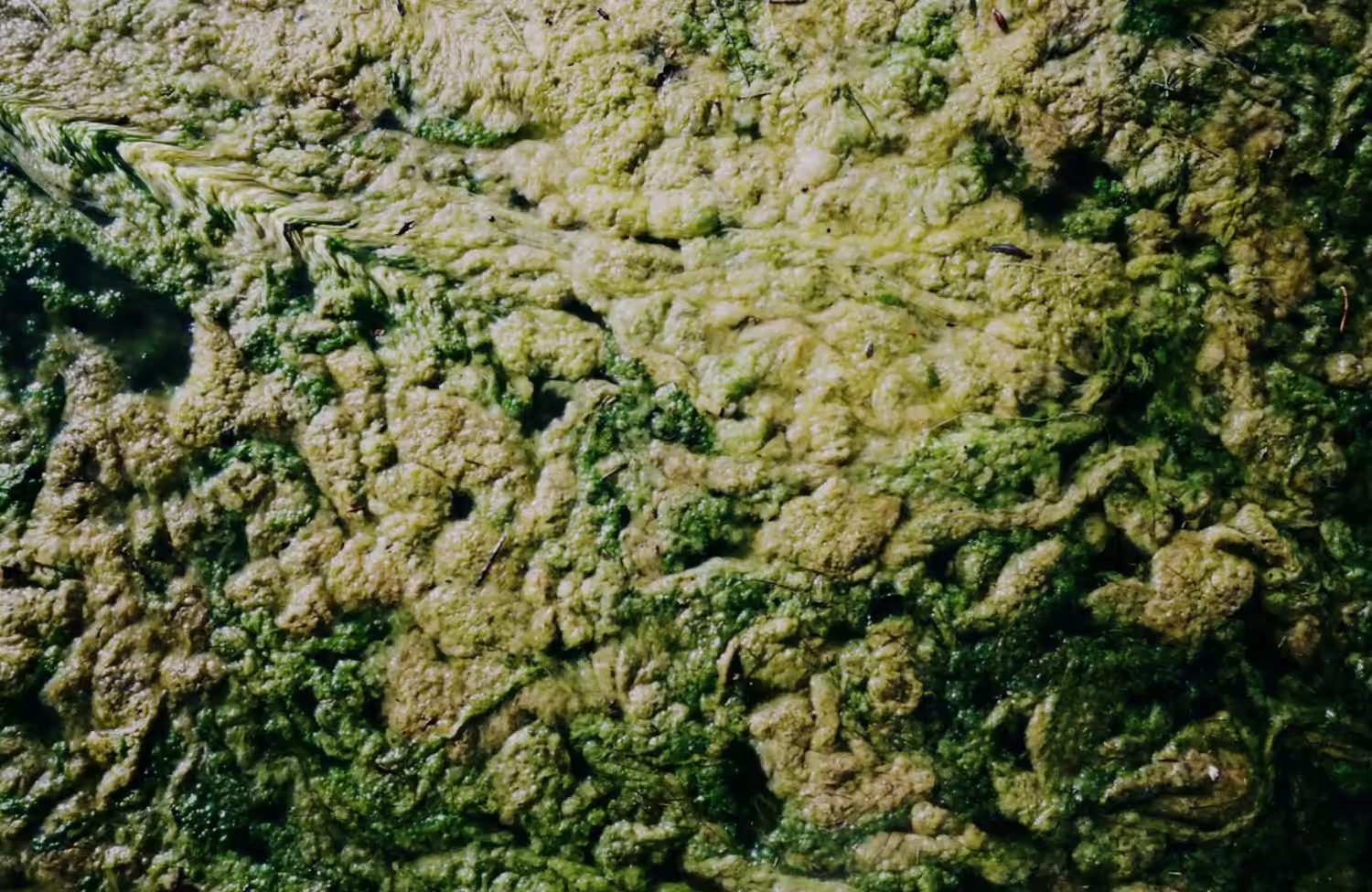 Crystal Scum
