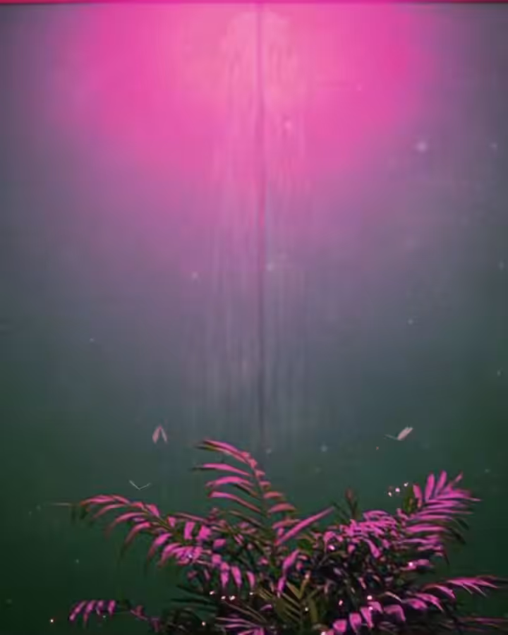 Dream Study #1