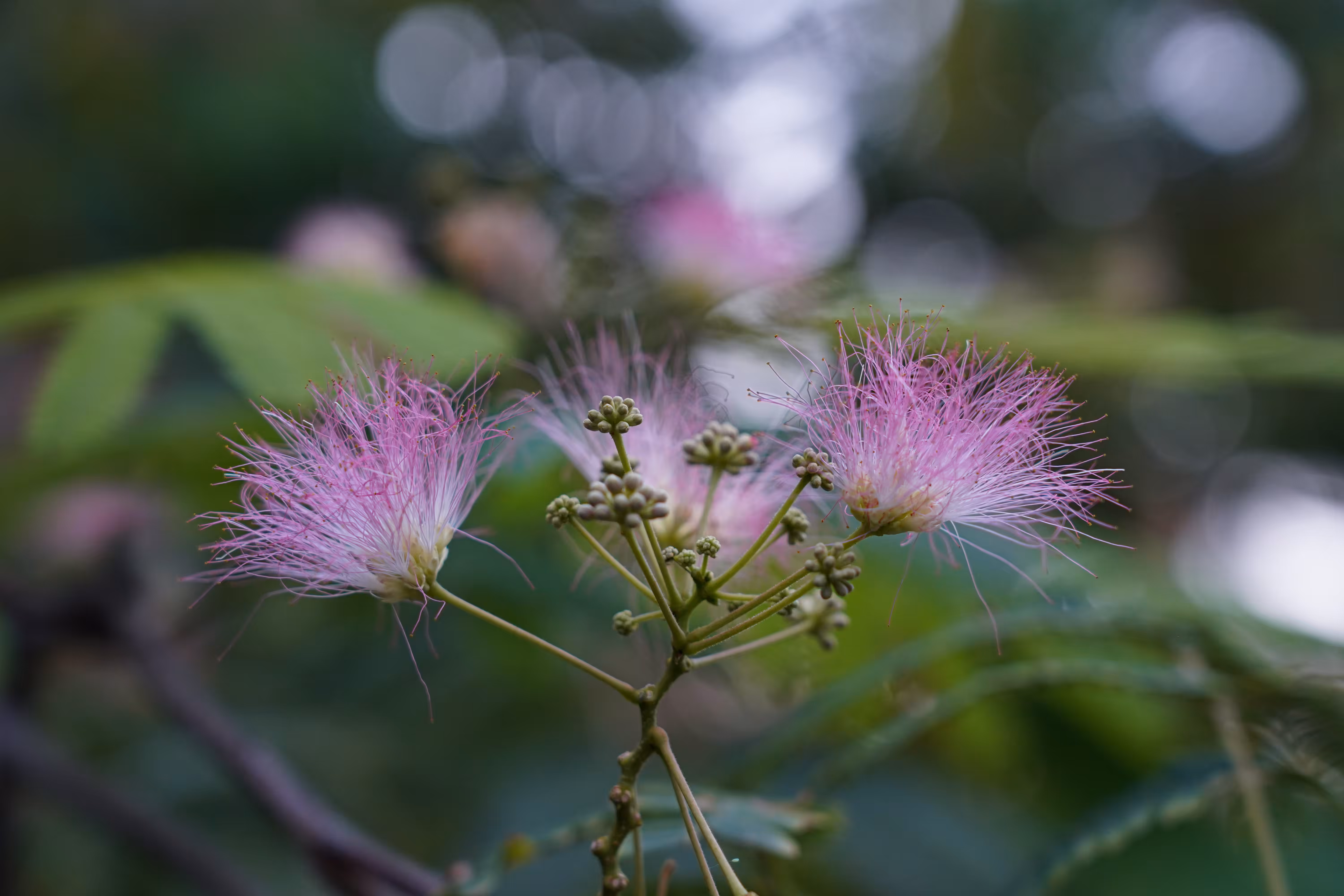 flowers: The Secret of Silk Flowers