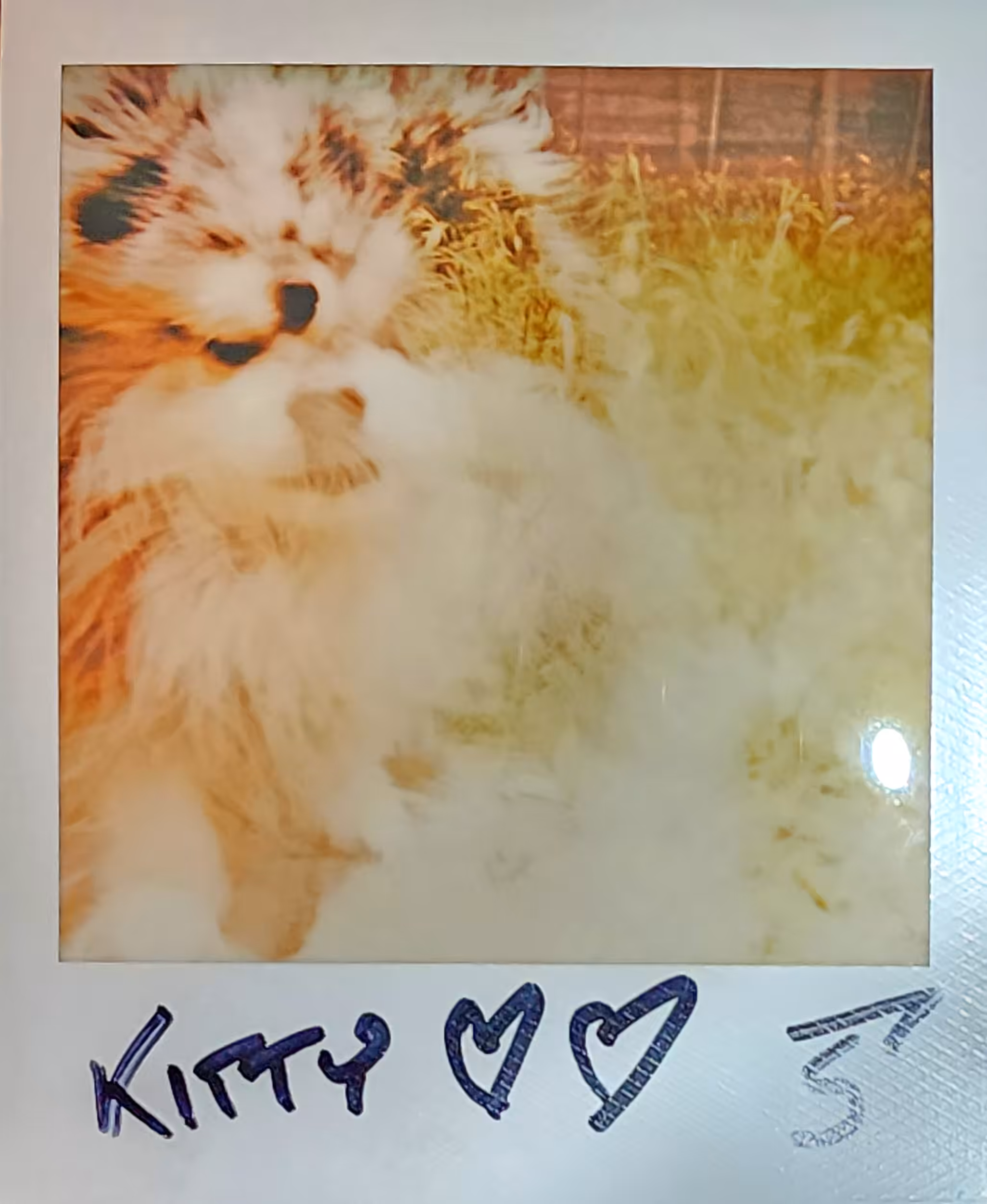 Polaroid L-2 Pack 1 Pic 8