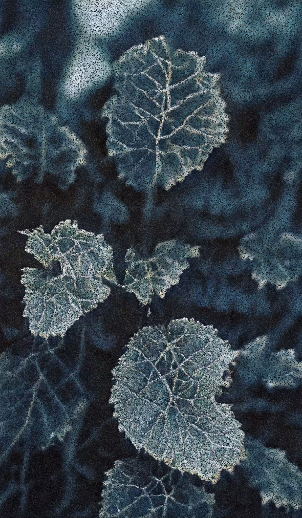 APPARATUS-VITIS: Apparatus Vitis #35