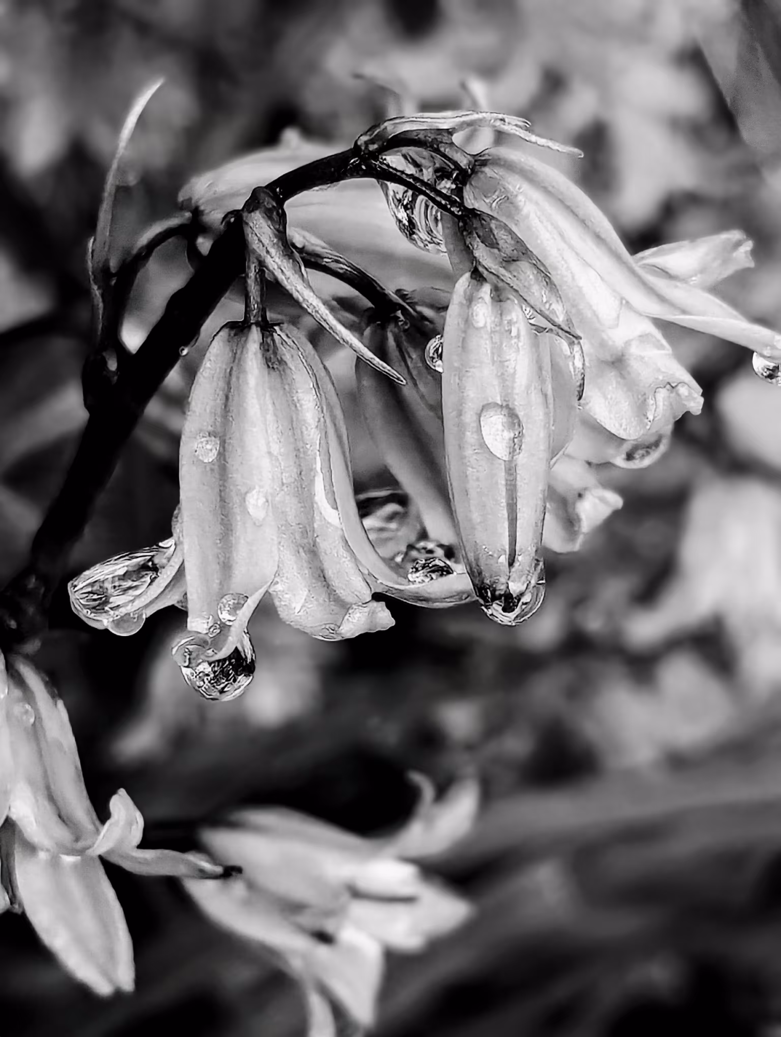 Luke_0x1 Photography : Black and white bells