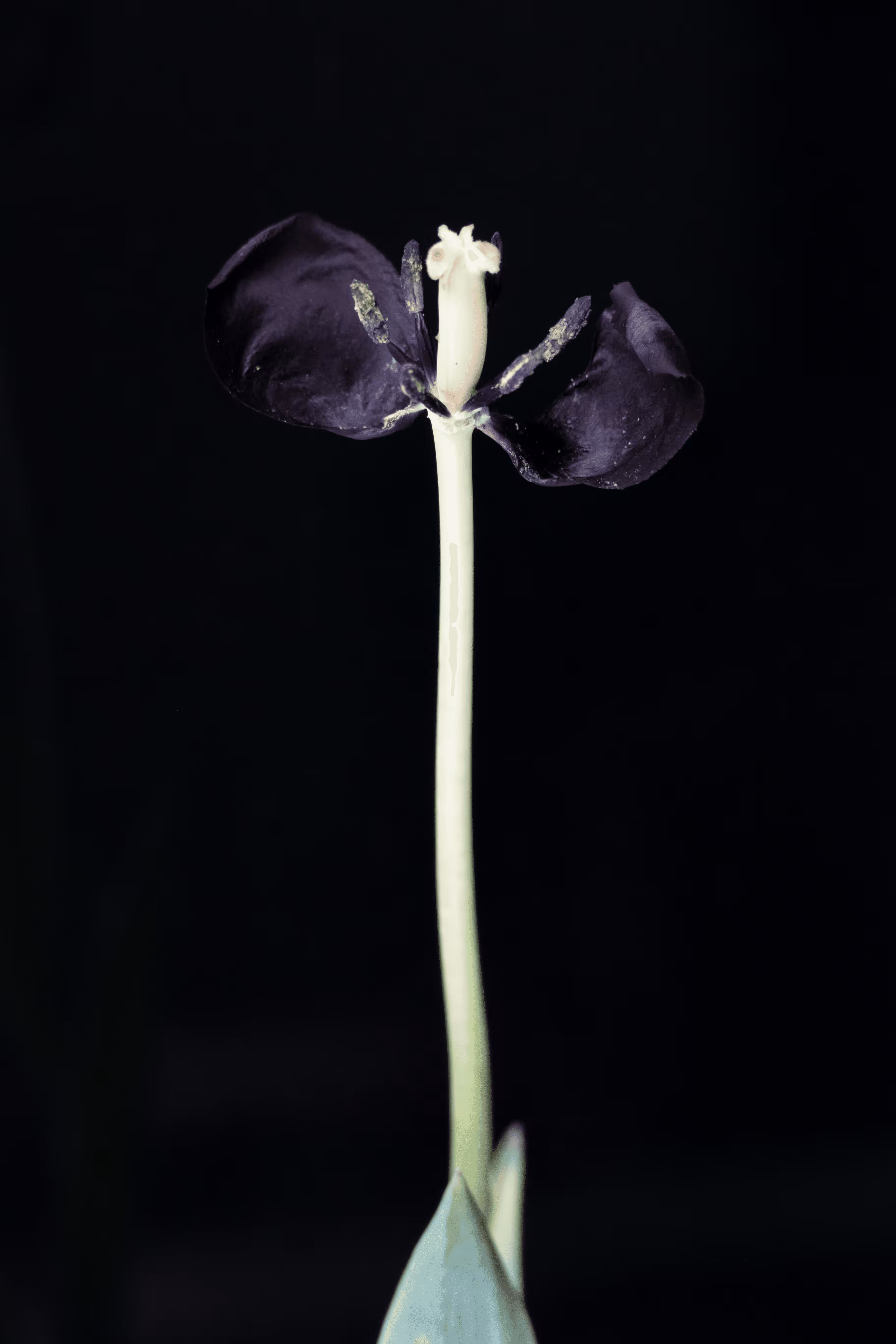 Tulip 1637 [Special Editions: La Tulipe Noire]