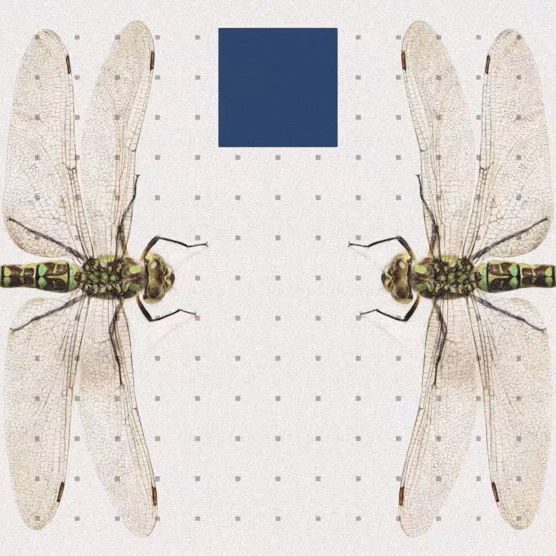 Dragonfly #2