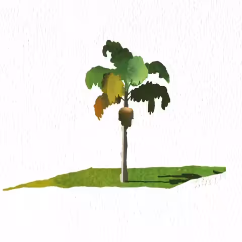 California Palm Tree