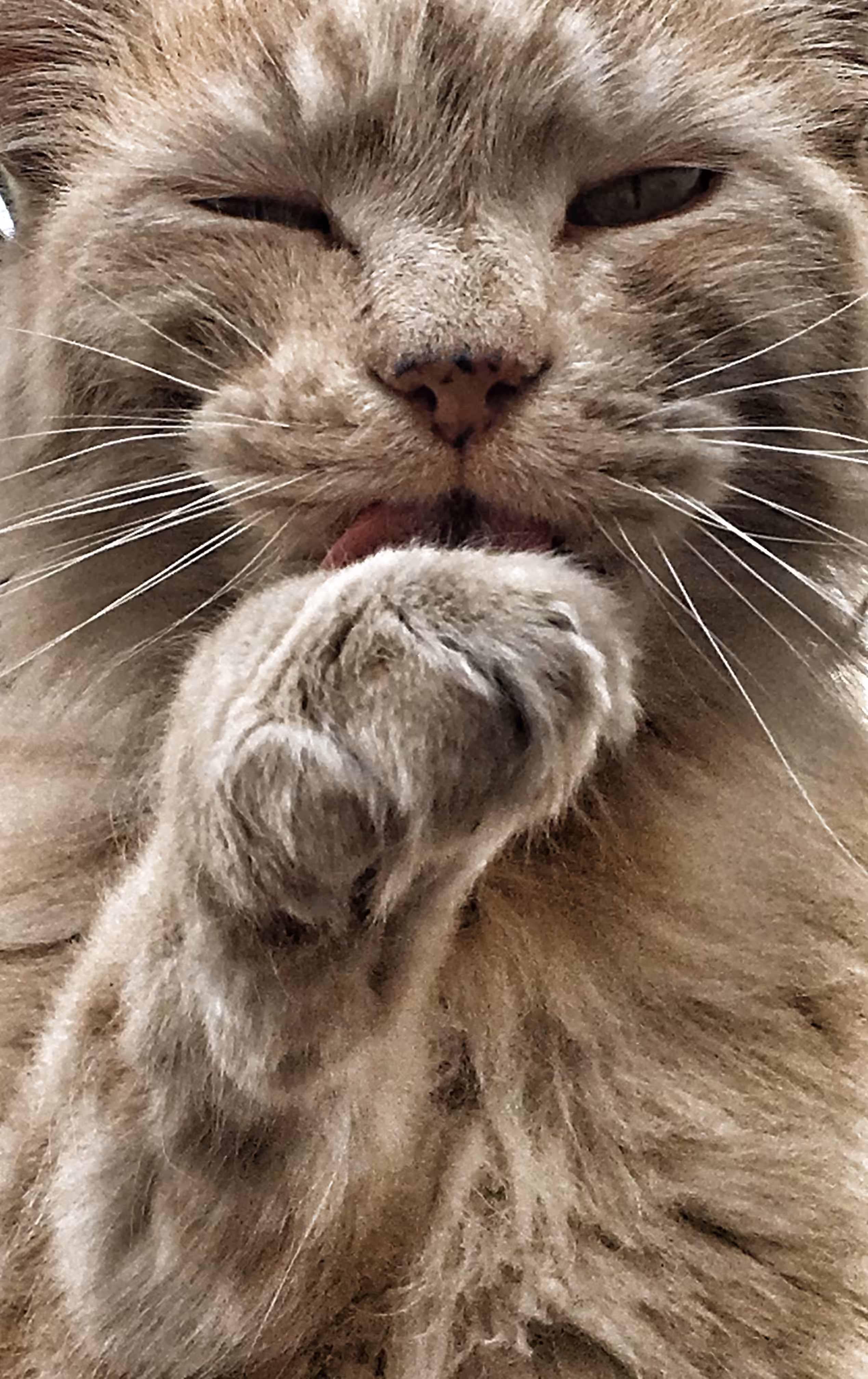 Catmageddon: The King