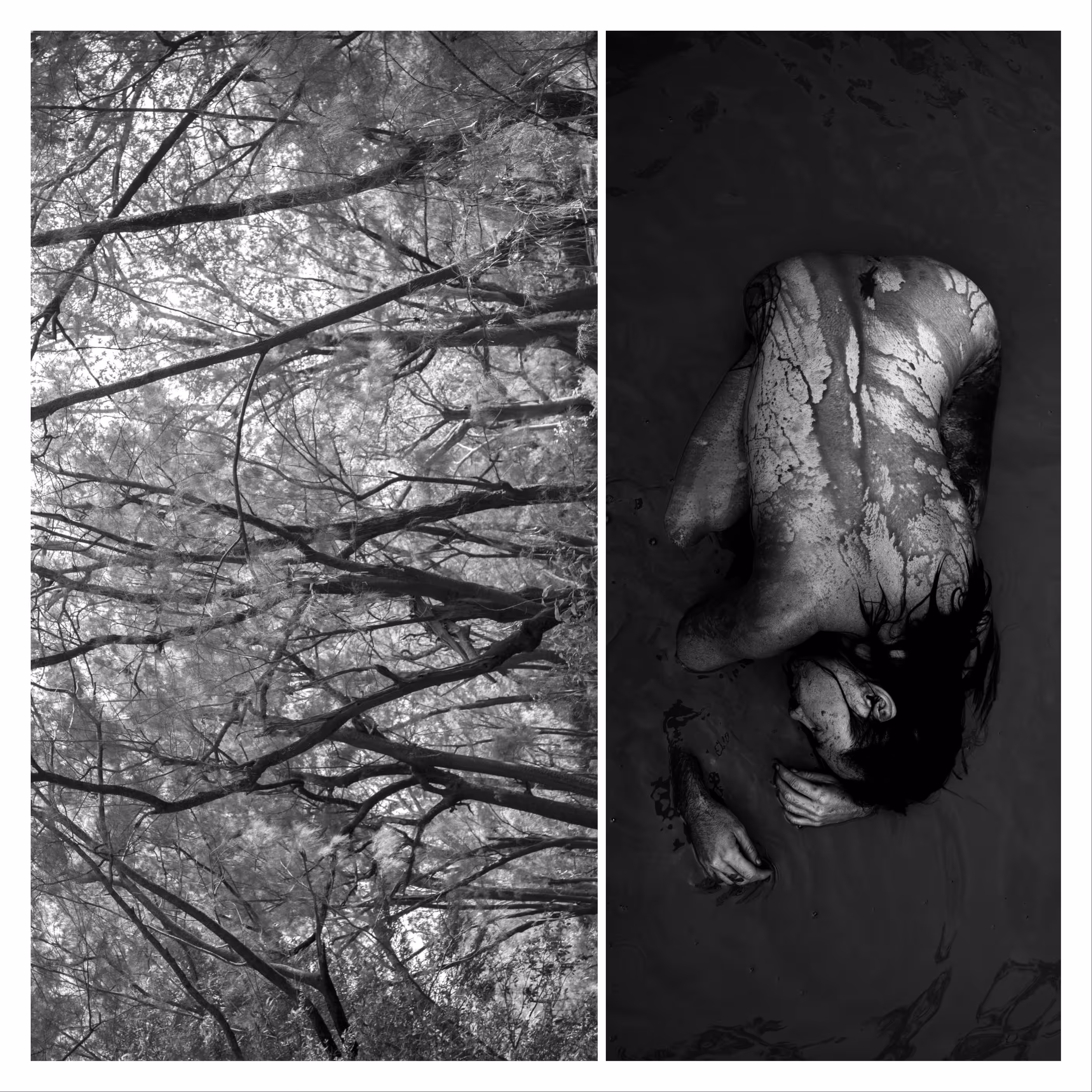 The Memory of Trees
