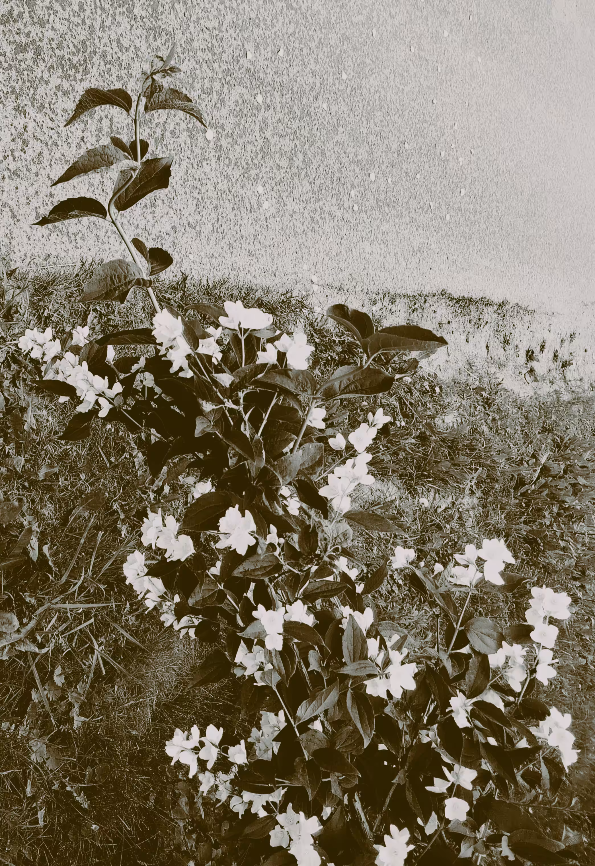 Petals