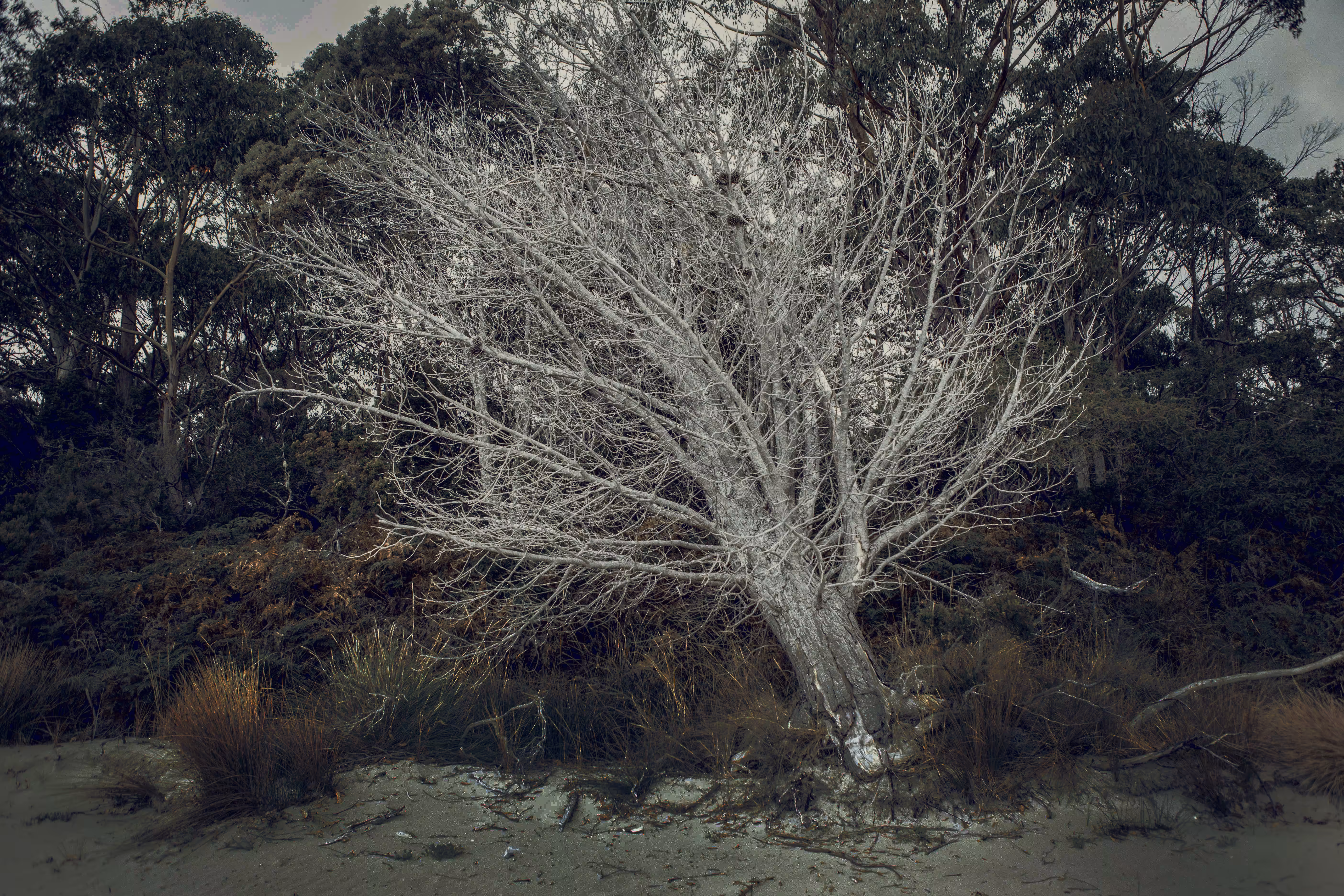 Bet_Orten_Self mythology_WHITE TREE