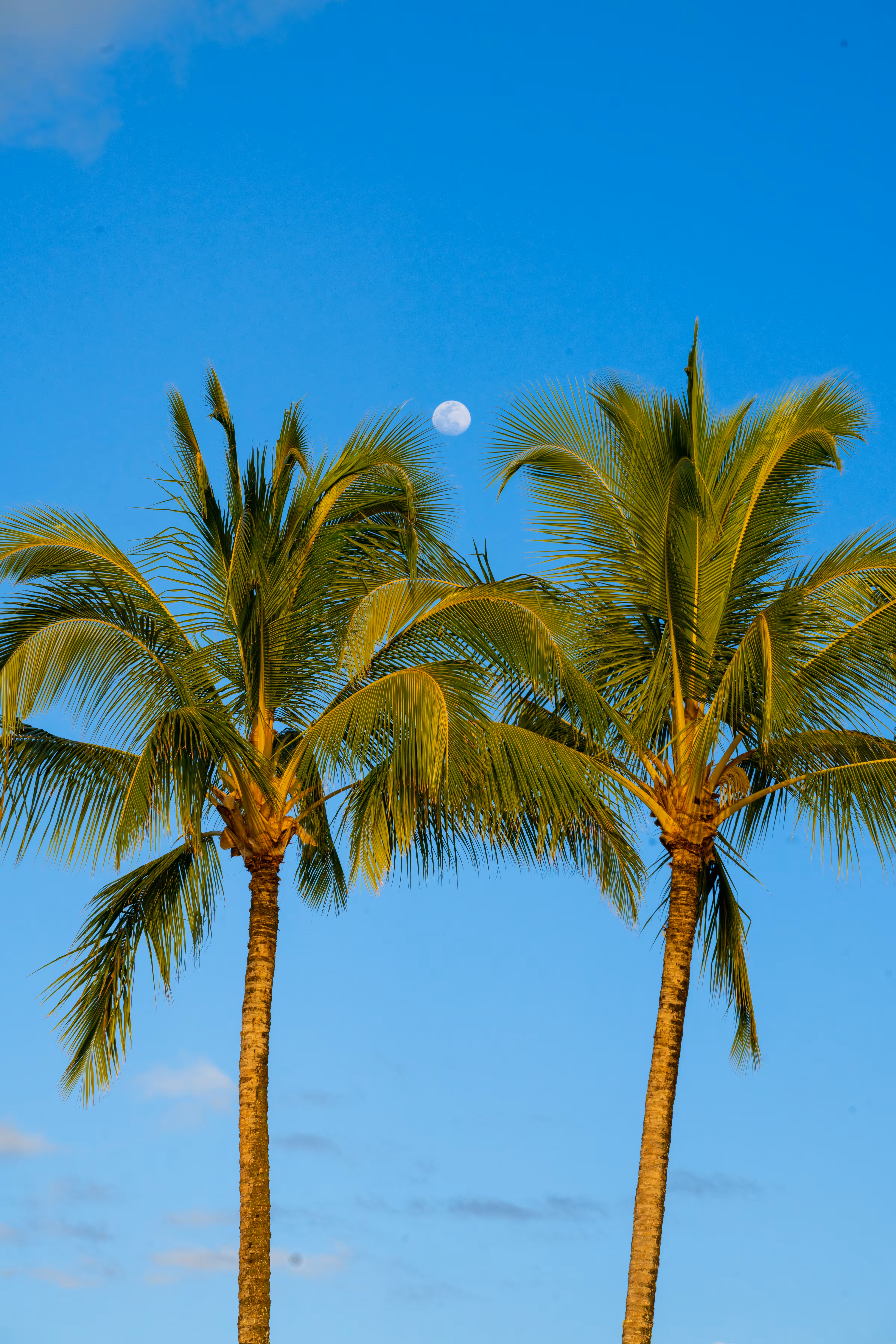 GM Moon