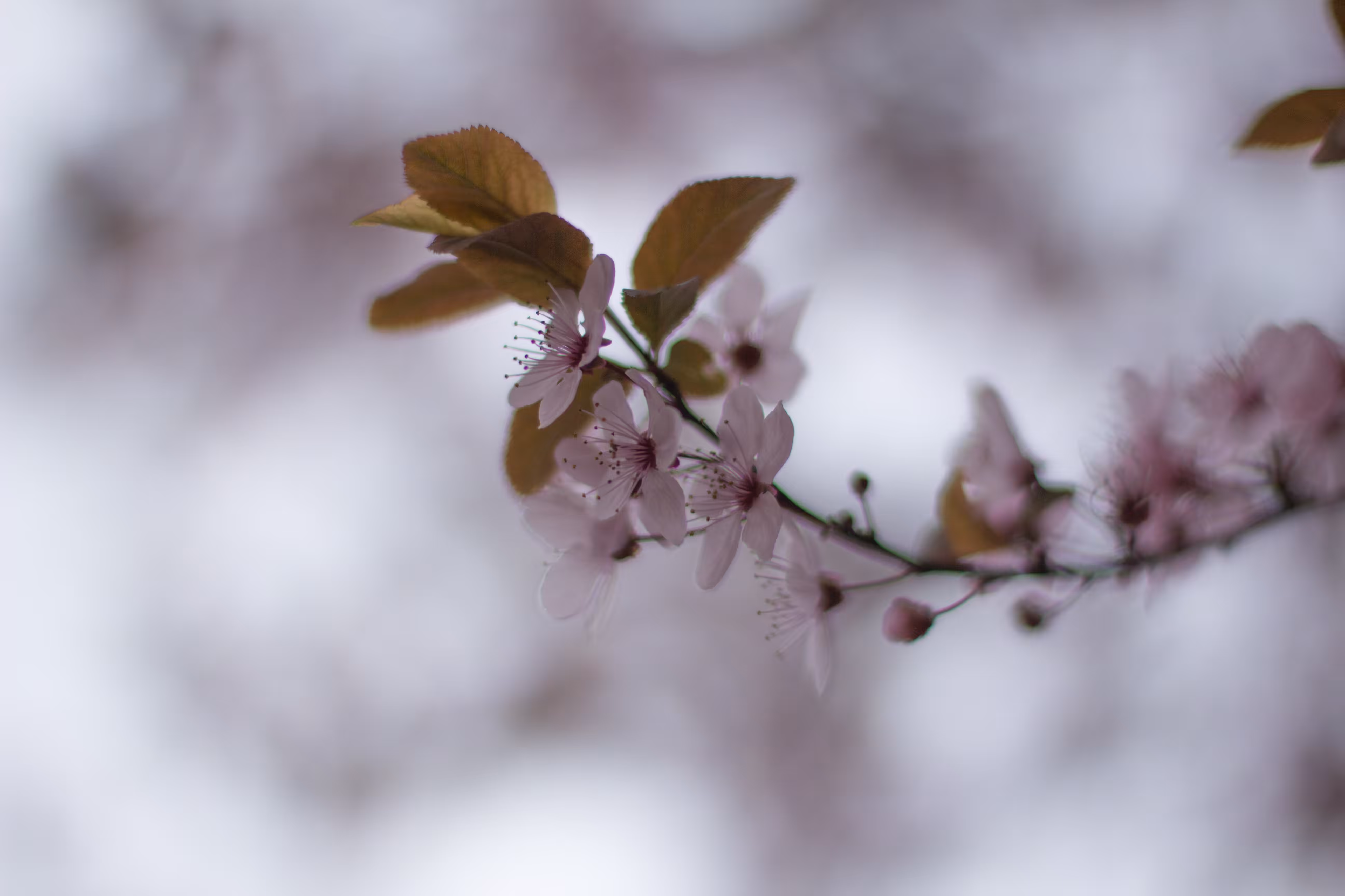 spring flowers