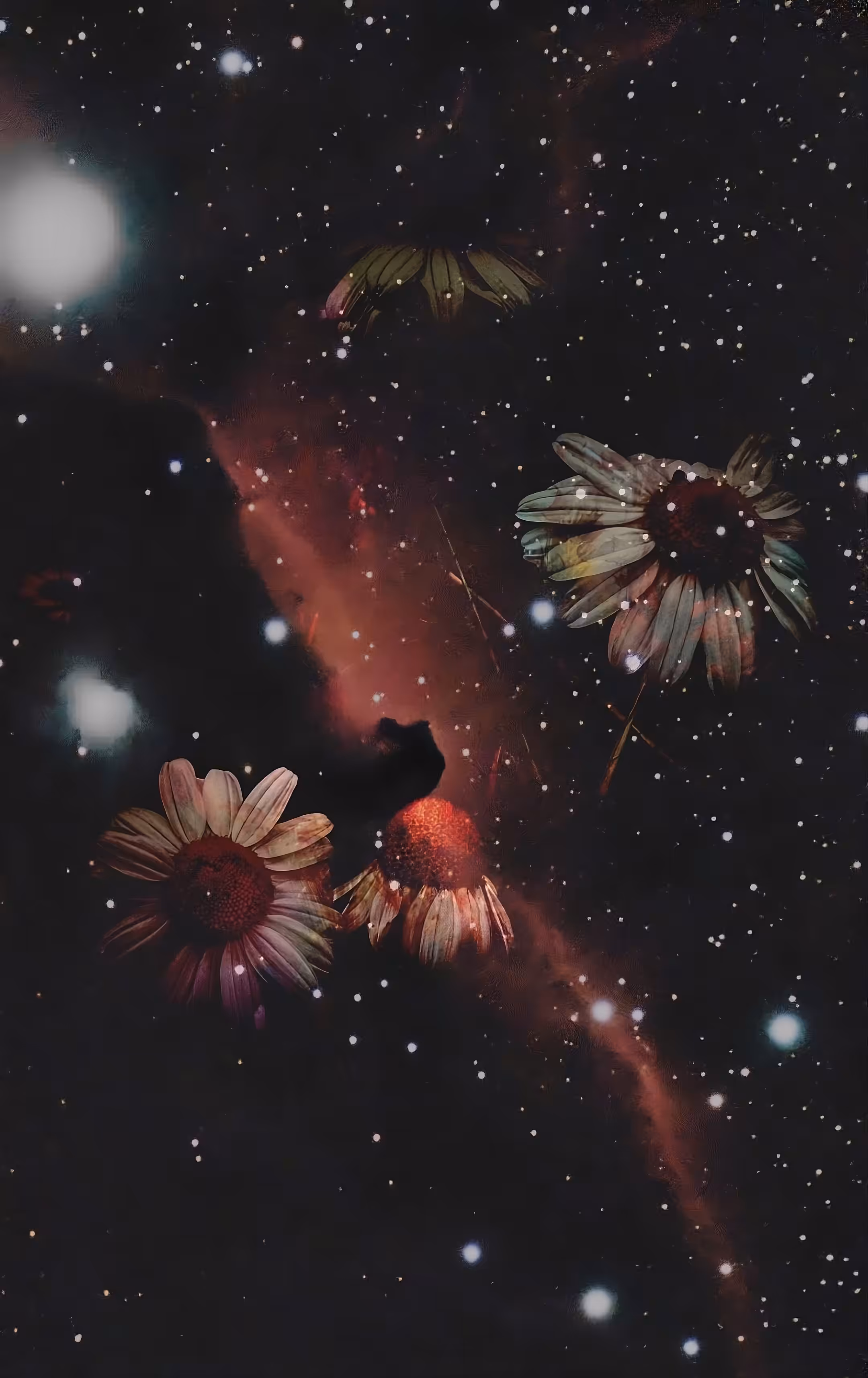 Petalstar Galactica