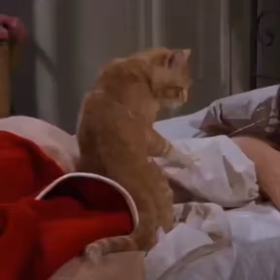 M乇のW MO丂ん 🐈