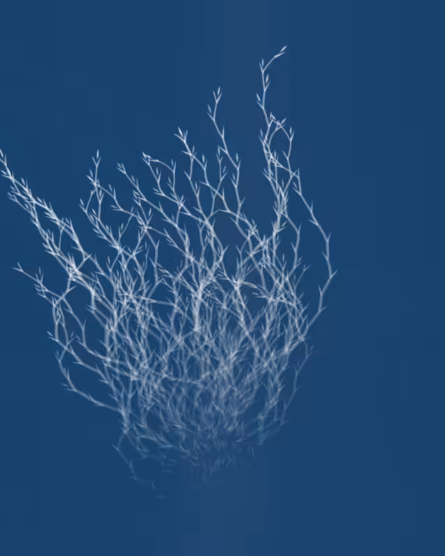 Cyanotypes #22