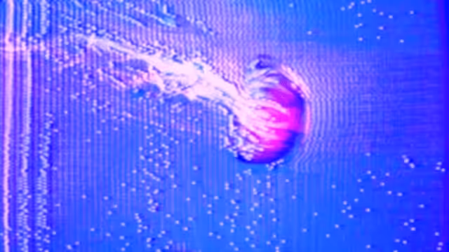 Jellyfish Jungle