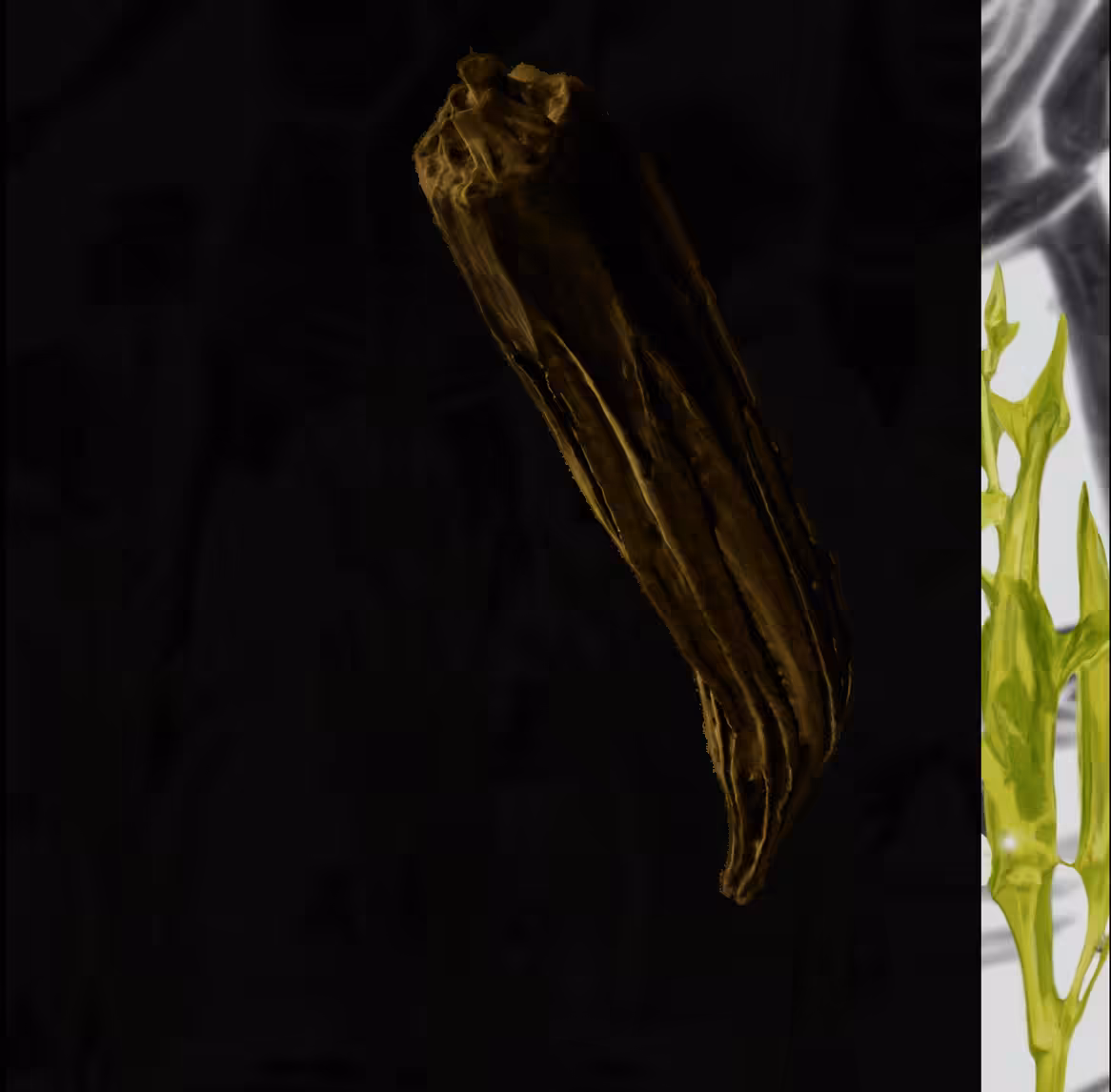 Okra Continuum #7