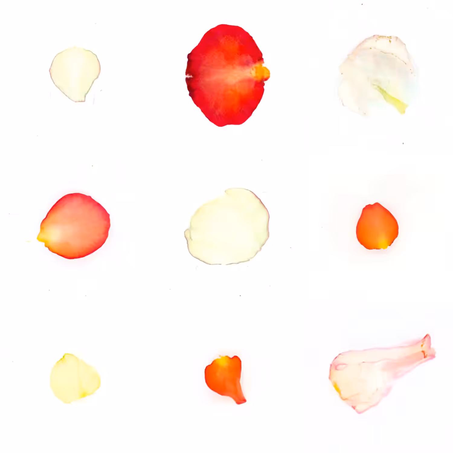 Infinite Petals 3x3#31