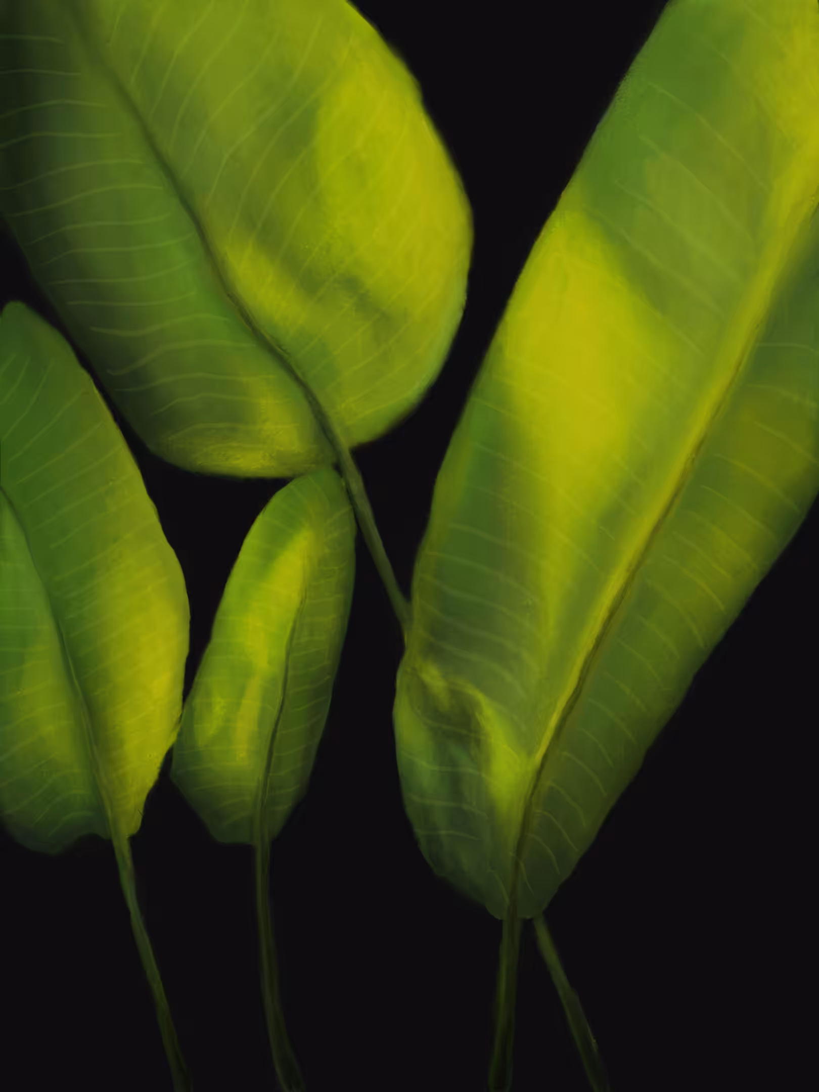 Tropical Leaves