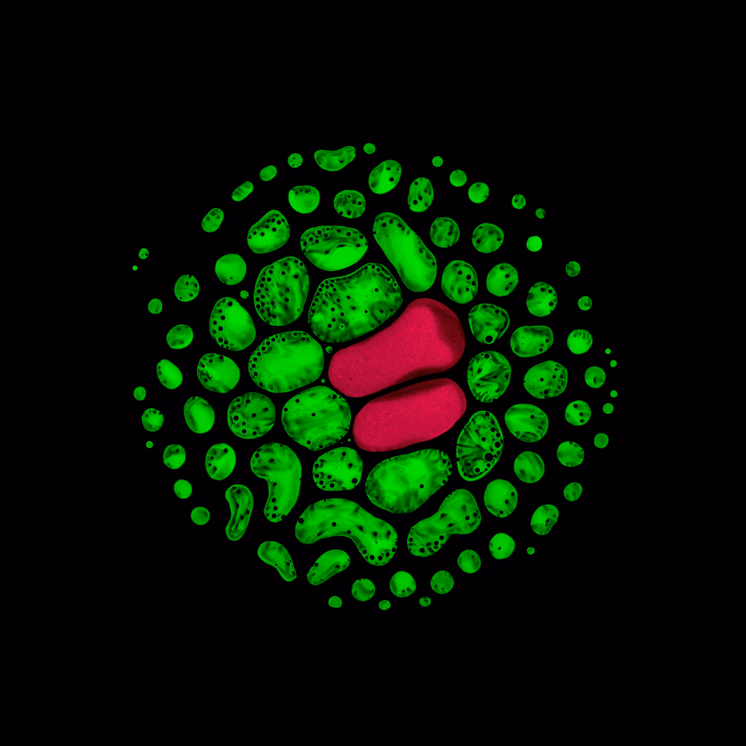 Haematopoiesis #218