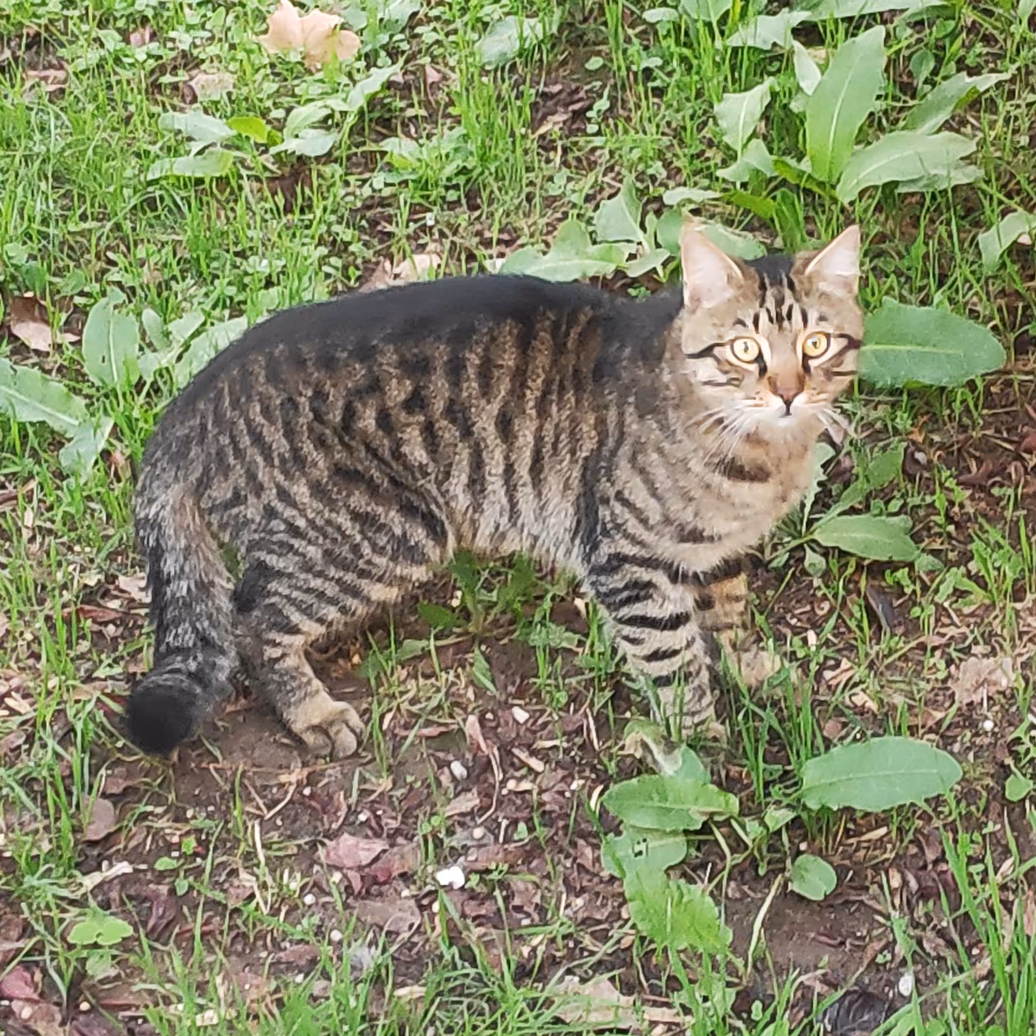 RARE CAT #2