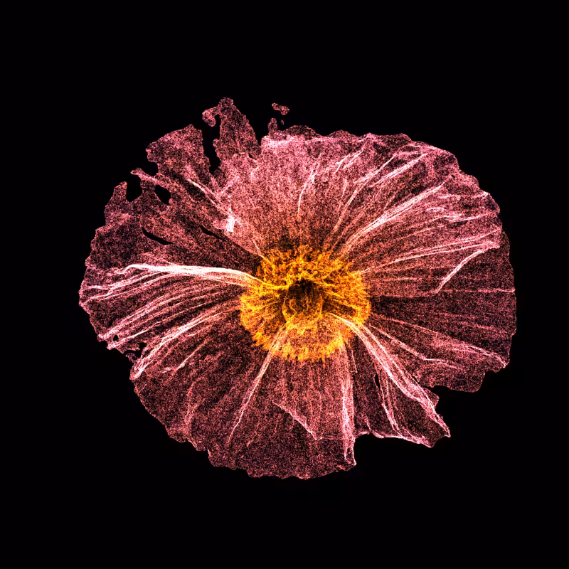 White Poppy 30 #79